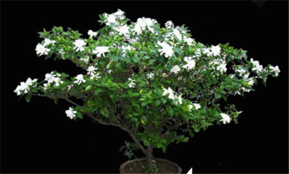 盆栽梔子花的養(yǎng)殖方法，梔子花的養(yǎng)殖方法要點(diǎn)