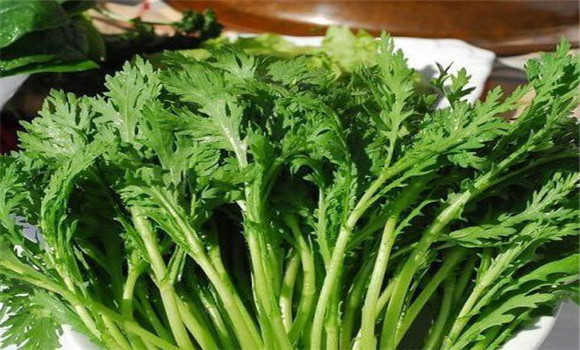 茼蒿種植技術(shù)要點(diǎn)，如何種植茼蒿
