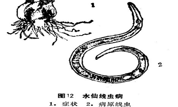 如何防治水仙線蟲(chóng)?。?   ></p>
            <div   id="uy76r7c"   class="clr"></div>    
            <div   id="vv622ec"   class="pagelistbox" >
            <ul>
            
            </ul>
            </div>
        </div>
    
        <div   id="2sg16lz"   class="readall_box" >
            <div   id="fw72ms7"   class="read_more_mask"></div>
            <a class="read_more_btn" target="_self">點(diǎn)擊閱讀全文</a>
        </div>   
    
        <div   id="1tbj2ki"   class="listbox">
            <h3>與《如何防治水仙線蟲(chóng)??？》相關(guān)的文章：</h3>           
            <ul class="e2">
            <li><a href="/zhuahuigh/2017/48082.html" class="preview"><img src="/images/defaultpic.gif" alt="開(kāi)過(guò)花的水仙球有保留價(jià)值嗎？" /></a>
            <a href="/zhuahuigh/2017/48082.html" class="title" >開(kāi)過(guò)花的水仙球有保留價(jià)值嗎？</a>
            <p class="intro">中國(guó)水仙，以水養(yǎng)為主。這是因?yàn)轺[莖內(nèi)貯存了足夠的養(yǎng)分，而且花芽已經(jīng)形成，只要保證一...</p></li>
<li><a href="/zhuahuigh/2017/47362.html" class="preview"><img src="/images/defaultpic.gif" alt="水養(yǎng)水仙花有什么樣的要點(diǎn)" /></a>
            <a href="/zhuahuigh/2017/47362.html" class="title" >水養(yǎng)水仙花有什么樣的要點(diǎn)</a>
            <p class="intro">水養(yǎng)水仙的要點(diǎn)如下： (1)浸泡洗凈：經(jīng)雕刻的球體應(yīng)立即置于盆、池中浸泡約36小時(shí)，其間要...</p></li>
<li><a href="/zhuahuigh/2017/47179.html" class="preview"><img src="/images/defaultpic.gif" alt="養(yǎng)殖水仙花的簡(jiǎn)易方法" /></a>
            <a href="/zhuahuigh/2017/47179.html" class="title" >養(yǎng)殖水仙花的簡(jiǎn)易方法</a>
            <p class="intro">水仙的簡(jiǎn)易蒔養(yǎng)有兩種方法。 (1)浸養(yǎng)企頭水仙：先把水仙花頭的枯根去凈，然后用刀在花頭的...</p></li>
<li><a href="/zhuahuigh/2017/45753.html" class="preview"><img src="/images/defaultpic.gif" alt="漳州水仙的繁殖方法" /></a>
            <a href="/zhuahuigh/2017/45753.html" class="title" >漳州水仙的繁殖方法</a>
            <p class="intro">選排灌方便、陽(yáng)光充足之處，8～9月間深翻土地，放大水泡地15天左右，將水排出后晾曬，深耕...</p></li>
<li><a href="/zhuahuigh/2017/45752.html" class="preview"><img src="/images/defaultpic.gif" alt="水仙的栽培管理方法" /></a>
            <a href="/zhuahuigh/2017/45752.html" class="title" >水仙的栽培管理方法</a>
            <p class="intro">（一）地栽水仙管理：水仙喜排水良好、疏松肥沃、土層深厚的沖積砂壤土，ph值以5～7.5為宜...</p></li>

            </ul>
        </div>
    </div><!--left -->

    <div   id="2622u7z"   class="right">
        <span>熱門(mén)文章</span>
        <hr />
        <ul>
        <li><a href="/zhuahuigh/2017/46673.html" >百合開(kāi)花后的處理方法</a></li>
<li><a href="/zhuahuigh/2017/46778.html" >碗蓮的種植方法帶圖，碗蓮的種植方法與技術(shù)</a></li>
<li><a href="/zhuahuigh/2017/46791.html" >牡丹花的種植方法，如何種植牡丹花</a></li>
<li><a href="/zhuahuigh/2017/46811.html" >怎樣養(yǎng)杜鵑花，杜鵑花怎么養(yǎng)</a></li>
<li><a href="/zhuahuigh/2017/46812.html" >茉莉花種植技術(shù)，如何種植茉莉花</a></li>
<li><a href="/zhuahuigh/2017/46819.html" >含笑花盆景的養(yǎng)護(hù)要點(diǎn)</a></li>
<li><a href="/zhuahuigh/2017/46863.html" >月季花的扦插，月季花的冬季扦插技術(shù)</a></li>
<li><a href="/zhuahuigh/2017/46865.html" >迎春花的繁殖方法及注意事項(xiàng)</a></li>
<li><a href="/zhuahuigh/2017/46953.html" >盆栽梔子花的養(yǎng)殖方法，梔子花的養(yǎng)殖方法要點(diǎn)</a></li>
<li><a href="/zhuahuigh/2017/46954.html" >迎春花的養(yǎng)殖方法，迎春花的養(yǎng)殖技術(shù)要點(diǎn)</a></li>
<li><a href="/zhuahuigh/2017/46985.html" >梅花扦插技術(shù)，梅花扦插繁殖方法</a></li>
<li><a href="/zhuahuigh/2017/46987.html" >迎春花的生長(zhǎng)習(xí)性</a></li>
 
        </ul>
    </div>

</div><!--all -->

<div   id="wyh722q"   class="CopyRight">版權(quán)所有  請(qǐng)勿轉(zhuǎn)載</div>
<!--統(tǒng)計(jì)代碼、內(nèi)容頁(yè)特效代碼（固定模塊）-->
<script type="text/javascript" src="https://js.users.#/17458242.js"></script>
<script src="/templets/nybk/style/jquery.min.js" type="text/javascript"></script>
<script src="/templets/nybk/style/jquery.readmore.js" type="text/javascript"></script>

<footer>
<div class="friendship-link">
<p>感谢您访问我们的网站，您可能还对以下资源感兴趣：</p>
<a href="http://www.moocschool.cn/" title="2025久天啪天天久久99久久">2025久天啪天天久久99久久</a>

<div class="friend-links">

<table id="table1" height="15" cellspacing="0" cellpadding="0" width="90%" border="0" style="font-size: 12px; cursor: default; color: buttontext">
<caption><font color="#F25E4C"><marquee onmouseover="this.scrollamount=0" onmouseout="this.scrollamount=1" scrollamount="1" scrolldelay="1" direction="up" width="100%" height="3">
一本一本久久a久久综合
欧美人妖性爱免费看
中文国产成人精品久久尤物
999久久小视频
国产精品普通话对白在线
69资源在线观看
91真人毛片一级在线播放
麻豆国产av国片精品有毛
91免费看nba亚洲精品免费
中文字幕在线中…av
精品无码综合一区
亚洲aⅤ秘一区二区三区不卡
欧美一级淫片aaaa片
av在线亚洲不卡观看
理论成人片在线观看视频
不卡在线a亚洲v网站
一本一道波多野毛片结衣AⅤ黑人
日韩成人无码
亚州国产精品一线
熟女乱人伦中文在线视频观看
131美女视频黄的免费
亚洲人成网在线播放观看
亚洲深夜视频首页
无码抽搐高潮喷水流白浆免费
91香蕉视频污app
91亚洲视频观看
调教性奴喷水18禁网站无码
jlzz中国jizz日本水多
夜夜久久国產精品亚洲av
欧美国产精品自拍
最新成人电影av网
精品国产自产一二三四区一
国产精品欧美日韩精品v∧久久
无遮无挡18禁啪啪成人
美女干逼黄色视频一区二区
自拍四页日韩欧美在线观看
精品少妇人妻AV一区二区三区
久久九九精品国产三级
日韩无码91页
国产亚洲动漫欧美日韩一区
久久天天躁狠狠躁夜夜2025一
国产九九精品视频免费播放4
欧美丰满老妇熟乱XXXXX视频
麻豆av在线无码观看
欧美日韩寂寞人妻少妇久久
黄色视频高清无码在线观看国产
真人+无码+免费观看
《日本真人做人a爱视频》
zxfuli午夜福利在线
草莓视频黄片app
日韩激情视频激情国产
一本久道久久综合无毒五月
暖暖视频日本版免费完整
色欲色香天天天综合网www
穿上自慰内裤出门好爽
久久精品99国产精品蘑菇
色欲av无码爆乳亚洲区一二
超国产孕妇高潮A片免费视频
80s午夜福利亚洲精品
天天添夜夜添夜夜无码
日本精品免费网站
在线观看视频日本一区二区
未满小14洗澡无码视频网站
黄片久久久
免费av毛片在线看
亚洲人成αⅴ网站在线
2017人人操人人摸
中文字幕免费不卡一区二区三区
国产精品97se免费观看
狠狠色狠狠色综合久久
国产剧情av片巨作醉酒女邻居
爆乳老师护士中文字幕无码
女人69精品视频在线播放
717电影国产精品
99久热re在线精品99re
泰国无码精品一区二区在线观看
日韩Av无码情侣
日本老熟妇的xxxx免费视频
美女赤裸一区二区三区
东京热免费视频一区二区
pans精品国产免费观看
国产成人不卡AV
97超级碰碰碰久久久久总站
日韩中文字幕无码频
精品久久久久中文字幕二区
欧美日韩天堂AA在线无码
日本熟妇免费观看视频
henhen橹在线视频精品
中国国产aa一级毛片
欧美一级性爱大片国产性爱
了解最新久久国产成人
无码精品一级毛片
国产午夜精品一区二区不
狼友网站在线观看
被滋润的娇妻疯狂呻吟
一本大道av人久久综合
日韩av无码专区国产乱码
亚洲人成在线电影播放天堂色
JIZJIZJIZ日本老师水多
97精品国产91久久久久久久
少妇性饥渴bbbbb搡bbbb
无码日韩人妻AⅤ一区免费
99久久这里只有精品视频
5060精品国产福利午夜
91探花精品一区二区久久
日日av色欲香天天综合网站
国产亚洲精品成人a·v久久
yy6080理论亚洲一级理论人
久久久久精品勉费视频
97成人恃黄电影
永久免费的女自慰网站www
丁香五月综亚洲
国产日韩欧美高清
欧美日韩一级黄色电影
久久天天躁夜夜躁狠狠麻
欧美又大又粗少妇a片
激情国产系列在线观看视频网站大全
欧美另类调教一级二区中文字幕乱码
无码视频在线播放一二三区
男人a天堂国产一区二区
欧美午夜精品成人片在线播放
亚洲色图日韩
97福利国产成人精品
久久綜合亞洲色HEZYO國產
91网站在线免费观看
亚洲福利一区二区三区在线观看
日韩精品毛片无人区乱码
91亚洲精品天堂
jessicajames护士日本
婷婷丁香五月天另类天堂
色噜噜狠狠色综无码久久合
国产欧美亚洲精品a第二页
日韩AV手机版无限免费看
级R片内射在线视频播放
日韩一区二区三区免费在线播放
日韩精品综合丝袜制服
久久国产亚洲日韩
欧美激情在线一区二区观看高清
午夜毛片网站
另类专区欧美国产
亚洲国产日韩在线观频
久久精品国产亚洲av夜色
最新国产av无码专区亚洲av
伊人麻豆影院青草国产
91欧美在线视频
激情五月丁香五月
久久精品国产亚洲超碰AV
欧美精品亚洲日韩专区一乛方
日韩欧美人妻激情在线
99re视频在线观看播放
一日本道a高清免费
色诱久久久久综合网YWWW
精品视频国产狼友视频第2页
欧美亚洲综合另类一区
高清国产av一区二区三区
亚洲无码二区东京热
日韩一区二区三区射精
国产欧美亚洲另类第一页
中文字幕乱码亚洲第一页
日本久久精品有码网站一区
?愛妃視頻?欧美精品久久天天躁
久久久久久久精品一级二级
国产Av电影成人综合网
AV天堂久久天堂AV色综合
精品国产毛片一区二区无码
欧洲无码一区二区三区
av鲁丝一区鲁丝二区鲁丝三区
孕妇孕妇aaaaa级毛片视频
久久se这里只有精品
久久精品国产99久久这里
狠狠色综合网站久久久久久久高清
日韩一级黄色电影
欧美熟妇Ⅴideos
无码有码偷拍国模
精选国产门事件福利在线观看
亚洲精品乱码久久久久久蜜
a一级特黄日本大片免费
【国产精品视频永久免费播放
日韩精品人妻av一区二区三区
色色一区
激情综合婷婷丁香五月51hd
九九热最新视频
国产免费福利片
国产白浆二区二区精品视频
无码精品va在线观看蜜桃
蜜臀少妇人妻在线
亚洲日韩欧美天堂在线一
无码精品a∨久久久
亚洲中文字幕不卡
四虎永久地址WWW成人久久
全部免费毛片
日韩精品一区二区亚州av
无码日韩综合播播视频
久久久受WWW人成
久久99久久99精品免观看吃奶
4399看片HD中字
日本免费gay片敏感小受
欧美亚洲国产另类制服丝袜
又黄又爽的网站国产无遮挡
国产国语Ⅴideosex另类
色欲色香天天天综合网站免费
欧美亚洲性爱在线看
精品麻豆色欲色欲色欲w
无码字幕AV一区二区三区蜜臀
综合自拍高清日本
中国色情
久久国产精品亚洲AV亚麻
亚洲新AV综合网
亚洲国产人在线一区二区三区
黄色电影免费网站
国产精品ⅤA在线观看
白丝jk女仆爆乳自慰喷水流白浆
亚洲无人区码一码二码三码区别
51视频国产精品一区二区
欧美一区色
老牛影视无码免费
亚洲日韩看片无码久久精品
91中文字幕yellow字幕网
97精品伊人久久久大香
亚洲成AV人片一区二区蜜柚
国产剧情真实国产AV
亚洲欧美日韩中文视频久久
菠萝在线成人网站
高H猛烈失禁潮喷A片在线播放
色欲精品国产一区二区三区av
9999国产精品欧美久久久久
777久久成人影院
狠狠色伊人亚洲综合网站色
GV片在线看午夜福利
美女少妇爽歪歪视频在线观看
久久久888综合久久88
爱看AⅤ免费观看性爱视频
久久精品WWW人人爽人人片
久久久一区二区
国产一区欧美一区二区日韩
欧美激情大战黑妞
av在线入口观看
日日摸夜夜添夜夜添国产2024
国产大片一区三级91一区
无码少妇一区二区三区奂费
超薄丝袜足J好爽在线观看
日韩亚洲国产激情一区五区
超碰日本爆乳中文字乱妇
AV淘宝国产在线观看
国产麻豆剧传媒一区
亚洲欧美一区三上悠
欧洲精品在线永久视频
欧美激情第一欧美精品图片一
亚洲天堂久久等最新內容
av香港经典a毛片精品
亚洲人成伊人成综合网图片
日本高清香蕉色视频在线观看
91亚洲自偷观看高清
亚洲国产成人手机版
野狼av午夜福利在线
久久97国产超碰青草亚洲
欧美韩国日本激情成人
97爽澡人人爽人人喊
91东航翘臀女神在线观看
久久免费看黄a级毛片高清
中文字幕在线日韩6页
精品福利制服丝袜在线视频
中文字幕无码乱人伦在线
2025国产麻豆剧传媒电影
一本品av免费观看
亚洲国产二区v在线观看
99视频免费高清完整版
亚洲天堂男人天堂
av―极品视觉盛宴正在播放
午夜影院小视精品久久
99热这里只有精品久
久久女人天堂网
4480yy亚洲成年私人影院
亚洲欧美成人中文字幕在线
亚洲日韩性色一区二区三区
av网站免费在线观看
日韩精品人妻系列一区二区三区
国产看黄A大片爽爽影院
日本三级片按摩店
日韩aⅴ无码免费播放
高清无码视频直接看
97超碰人摸人人人澡人人
国产呦视频免费视频在线观看
精品深夜AV无码一区二区老年
亚洲综合第一色网
中文字幕日韩欧美乱码高清
中国美女bbbbbxxxxx
亚洲国产成人精彩精品
国产天天综合精品91
欧洲熟妇色ⅹxxxx欧美老妇
极品少妇被猛的白将直流草莓
亚洲第一二三四区
精品亚洲av无码专区毛片
老熟妇性色老熟妇性按摩
久久国产精品开放90
无码高清影院网址
是最快的高清在线成人视频
深田咏美av无码一区二区三区
欧美熟妇在线视频多毛视频
亚洲欧美日韩一区国产
久久国产精品拍拍拍
亚洲欧洲日产国码AV系列天堂
日本特黄一级色色
欧美日韩亚洲另类自拍
国产美女久久久亚洲
亚洲精品一区二区三区色
亚洲Va日本va美国va
91超碰国产在线
日韩剧情人妻潮喷
亚洲av一本岛在线播放
精品国产成人Av婷婷在线看
亚州四虎精品久久久
精品久久999国产免费
洲成av人无码免费观看
亚洲色大成网站WWW永久网站
欧洲AV无码中字
观看国产色欲色欲色欲WWW
国产1区日韩区欧美区
浴室人妻的情欲hd
免费国产午夜电影视频
亚洲av更新
av黄色av网站
免费av一区二区三区播放
久久国产午夜理论片
日韩无码电影一区
91日韩国产成人精品
水滴偷拍100部视频大合集
www欧美丰满女人
中文字幕第二区
久久精品蜜芽亚洲国产AV
欧美激性欧美激情AⅤ
日韩欧美p片内射在线海角
日韩另类无码变态电影
粉嫩人国产呦系列(634
日本高清有码不卡一级黄
99精品传世sf发布网
黄色无码av
最新毛片无码网站
国产69精品久久久久孕妇大杂乱
一区二区三区日韩国产欧美视频
韩国19禁无码中文字幕
a毛片免费全部在线播放
亚洲欧美国产vr在线观
MM1314午夜福利视频
欧美日韩免费大片
av色综合久久天堂av色综合在
欧美激情性国产精品潮
久久99国产综合精合精品免费
无码视频一二三四区
亚洲日韩日本一区二区
blacked黑人性vs金发美女
日本肥熟妇搡BBBB搡BBBB
国产亚洲男人的天堂
亚洲欧美精品国产一区二区
av影视一区二区波多野
不卡日本三级亚洲三级
欧美熟妇XXXXX欧美老妇不卡
亚洲av永久午夜在线观看红杏
99热国产在线
国产高清一区二区不卡视频
亚洲国产午夜中文字幕精品黄网站
91抖音版app下载安装安卓
黄片小视频不用下载在线看
疯狂欧美大伦交乱
tom影院亚洲国产
无码少妇一区二区三区浪潮av
99这里只有精品三级
国产一区二区三区免费精品
亚洲女大战两黑吊
国产一区二区综合在线视频
国产三级a三级三级三级
久久99热这里只有精品66小草
国产成人精品毛片AV在线
亚洲av精选国产一区
久久精品视频777
精品久久久无码一二三区
日韩综合无码一区二区三区
久久一日本综合色鬼综合色
97久久综合亚洲色hezyo
jazz国产乱在线视频
被强行灌满精子的少妇
精品无码国产一区二区三区性色
亚洲一级免费黄色毛片
色综合天天综合网无码在
欧美日韩人妖调教
黑色蕾丝丝袜麻麻好紧好爽
天天综合网络日韩电影中文字
精品人妻少妇嫩草av无码专
精品亚洲高潮喷水精品视频
男人女人做爽爽18禁网站
国产精品杨幂醉酒在线观看
亚洲成年人黄色大片
看风景的过程人妻少妇大乳在线放
91尤物手机在线观看
2019天天爱天天爽俺也去
亚洲精品综合网站
9久久免费高清热精品
久日韩精品一区国产
日韩综合无码AV一区二区
特级av三级片免费观看
超级乱婬av片免费网站无码
国产毛片一区二区视频
日韩精品无码偷拍第36页
日本少妇人妻XXXXⅩ18
中文字幕三级片免费网站
sihu国产4hu在线
久久久久精品国产四虎2025
五月天日韩av电影
久久久久久久大片蜜桃视频
无码大黄在线观看
欧美国产黄片大全
日韩精品人妻在线视频
素人18歳hカップの超爆乳
一级毛片免费网站播放
99免费精品
亚洲剧情在线观看
91日韩美女在线精品播放
欧美一级片91内射视正片
欧美激情桃花日本护士视频
日本亚洲成本人片
精品熟妇在线观看无码视频
无码少妇1区a区
日韩成人播放无码视频网站
中文字幕不卡二区亚洲
亚洲区小说区图片区QVOD
国产自愉怕一区二区三区
欧美性插b在线视频网站
中文字幕一精品亚洲无线
超碰公开无码日韩
亚洲人成小说网
日本高清一区二区三区无码大全
AV漫画在线观看永久免费
国产伦一区二区三区
久久久久久免费毛片精品
91天天看片xx
日韩欧美色色99
911中文字幕
日产自拍无码视频在线
为您提供国产国产成年年人免费看片
久久91超碰青草
日韩内射少妇视频播放网站
东方91av一区
91精品国产一区在线观看
2024国内精品久久久久精k8
2025国自产拍精品免费观看
久久精品国产v?麻豆
久久精品成人免费观看三区
2019精品国产品对白在线18年
国产精品美女久久久AV浪潮
亚洲av影院
激情不卡av电影
欧州办公室内射美女
欧美欧美巨波霸乳影院
欧洲精品无码亚洲色图综合
国产日产欧美α一级在线
亚洲高清日韩av
亚欧日韩国产在线
依依成人亚洲
欧美综合色区
一级一级av免费观看
亚洲日本色图片影院
亚洲精品午夜VA久久成人
韩国三级激情在线观看
天天干天天干天天操
六月婷婷国外视频在线
欧洲精品久久久av无码电影
99r6热视频免费在线观看
日韩激情无码一级毛片动漫
日韩内精品久久人妻无码
亚洲av电影免费观看
jk白丝极品被cao到流水呻吟
av网址免费在线
97超碰中文字幕
无码粉嫩极极品尤物喷水
日韩一区喷奶水无码视频
亚洲av中文区久久
激情五月中文激猜
亚洲熟妇色xxxx
欧美亚洲性爱图片
成人99精品毛片a
男同精品视频免费观看网站
亚洲国产日韩a在线观看
欧美熟妇色xxxx欧美老妇多毛
高清无码自拍日韩
亚洲成人图片小说
国产成人精品自在钱拍
91香蕉视频APP下载网站
粉色视频在线观看
91成成网站
91成人亚洲综合欧美日韩
国产一级电影在线观看
国产一级无码中文字幕
极品销魂一区二区三区
97精品国产三级a∨在线
自慰挤奶羞免费网站麻豆
av国产高清www免费视频
群交射精白浆视频
国产精品老黑B流白浆
亚洲三级在线观看视频
极品白丝尤物粉嫩泬在线观看
中文字幕日韩精品
V?欧美国产在线视频
极品人妻被浓精喂饱
2025久久国产精品免费热麻豆
精品人妻无码一区二区色欲AⅤ
国产亚洲综合网站
极品美乳女神被内射
用力舒服好爽快点无码AV
91综合久久
精品久久久久无码专区
欧美久久国产精品让激情
久久亚洲日韩av一区二区三区
国产亚洲精品线观看
国产精品黄页免费高清在线
一本久久视频免费
av在线免费观看网址
国产午夜精品精品视频一2018
一本之道高清在线观看一区
91高清视频在线观看
高清中文无码
91久久久久久久精品青草不卡
精品三级又粗又长免费高潮
欧美激情视频一区二区三区不卡
久久99久久久一本精品
不卡中文av在线
91av在线免费视频
午夜福利资源网站
中国日本欧美韩国18
99热国产在线观看香蕉
国产在线视频婷婷六月综合
黄片免费观看视频免费观看
99爱免费视频在线观看禁
三极片黄色网站欧美不卡在线视频!
国产一级a免一级a看免费视频
日韩四方Av无码久久Av
91香蕉APP成人污在线观
在线观看的黄片视频
日产无码精品一区二区三区
一本狠狠色丁香婷婷综合久久
久久99精品亚洲综合
白嫩少妇激情无码视频
日本少妇韩国免费观看在线
丝瓜视频黄下载
裸体女人高潮a片裸交
95后国产对白影音先锋互動交流
va在线看国产免费
美女狠狠干
人人人爽人人爽人人人爽AV
欧美日韩国产激情在线视频
亚洲日韩无线码
亚洲∨A欧美ⅤA人人爽综合网
婷婷五月综合丁香在线
日本人妻一二三区
99国产精品免费
99精品欧美一区二区三区不卡
色五月东京热无码av
日韩美女欧美精品
最近中文字幕在线一区二区三区
免费成年人视频国产
91久久精品一区二区三
日本家庭乱欧美激情二区三区
中国国产高清一级毛片
人人摸人人操日日操
无码射肉在线播放视频
国语免费一级毛片在线视频最新
2国自产精品手机在线视频
日韩AV片中文无码污污
超碰97久久国产97
精品人妻伦一二三区久久a片
粗大在丫头粉嫩里进进出出
欧美性受xxxx在线手机观看
色无码国产桃色无码专区
久久久久国产日韩精品网站
激情视频传媒一区二区
无码男男做受g片在线观看
日韩性国产精播诱慰无码
2019av在线
一级欧美
2025最新国产精品
精品无码一区二区三区四区
永久免费看a片无码网站宅男
日本精品熟妇免费一区二区三区
日韩av在线未18禁止观看
日韩av无码一区二区
美女乱伦网站免费观看视频的
激情捆绑国语对白
91中文字幕亚洲国产资源
中文亚洲精品欧美久久国产精品
aaa级久久久精品
久久久久国色ΑV免费观看
老熟妇和小伙mely熟妇
久久一级黄色片
亚洲天堂2025av无码
自拍三级综合影视
亚洲色炮AV图
偷自视频第三区
国产乱人伦在线直播放
国产汉服大尺度福利在线观看
日本熟妇乱视频
日日摸夜夜添AA夜夜添高潮出水
国产一区4级毛片
韩国激情无码视频在线观看
欧美精品九九99久久在线免费
羞羞国产18禁污污污网站下载
惠民福利国产欧美日韩在线在线播放
亚洲综合在线成人一区
国产三级在线
國產成人精品綜合久久久
玩弄白嫩少婦xxxxx性
国产日韩欧美高清动态美图
国产三级在线现看影院全视频
国产一级视频120秒
三级久久综合精品
18无遮挡国产免费观看
亚洲乱码中文手机在线
日韩肉丝无码专区
日韩AV午夜精品无码专区
国产精品2025不卡在线观看
欧美操逼网站
亚洲一线产区二线产区区
香蕉成人APP在线下载
麻豆黄色视频免费在线观看
综合无码日韩人妻AV一区免费
国产开嫩苞实拍在线播放视
无码日本电影一区二区网站
蜜臀AV无码一区二区三区
日本免费一区二区三区超强
亚洲成AⅤ人片女在线观看
无码毛片一二区视频
美女视频在线播放
无码成人H动漫在线网站
特级aa毛片在线播放
脱了美女的内裤打屁股视频
麻豆亚洲国产成人精品无码区
208免费福利视频
特级毛片全部免费播放器
在线国产日韩欧美播放精华一区
熟妇人妻一区二区三区四区
洲精品无码mv在线观看网站
亚洲高清aⅴ毛片
亚洲日本VA中文字幕久久
日韩钻石无码专区
日韩中文字幕无码专区
无码性色午夜福利院
无码无人一二三
东方AV在线点击进入
熟妇与小伙子MATUR老熟妇E
一区二区三区免费在线观看视频
欧美自拍另类欧美综合图片
国产免费的三级网站
欧美丰腴丰满大屁股熟妇
黄色激情在线视频
99热这是里只有精品97
中文字幕一二区二三区精品无码视频
69久久国产精品视频
久久国产免费看精品1
激情av免费在线看
色翁浪妇陆婷婷
91精品国产八戒影视
日韩精品人妻一区二区中文八零
亚洲国产成人精品91久久久
99riav国产精品无码
亚洲av综合a
精品人妻无码视频网站
97精品成人影院
日韩aⅤ激情无码
国产蝌蚪免费精品视频动漫
最新不卡无码AV网站
91精品国产91久久久久久蜜臀
黄色网站无码在线观看
一级在线毛片毛片
一级毛片完整视频在线观看
亚洲国产中文一区二区三区在观看
九七电影院、光棍影院、97电影院
99久久久久久精品中文字幕精一区
精品熟妇视频一区二区三区
爱爱视频免费无码
比利时XXXXXHD大白屁股
99久久久国产精品免费软件
日本熟妇大bbw
久久精品这里只有精品99品
欧美日韩国产性爱短片在线不卡
av最新网址在线免费
看黄色小说的软件
小编在这里为大家带来看国产麻豆
国产三级漂亮护士和医生上班
无码网站在线观看免费播放视频
精品国产91久久久久久无码麻豆
久久精品欧美久久
亚洲精品一二三四区波多野结衣
欧美自拍经典综合一区
日韩东京热无码人妻视频
92精品国产自产在线观看
亚洲色大情网站www
伦理精品亚洲一区二区
www色午夜在线观看免费国产
精品久久久亚洲
不打码的高清的av网站
欧美午夜激情在线视频
久久999精品久久久久久黑人
视频免费无遮挡无码
黄a无码片内射无码视频
亚洲国产久久自拍视频
欧美丝袜精品久久
涂了春药被一群人伦爽99势
一级做a影片a在线视频欧美
精品人妻一区二区三区视频5
亚洲簧片在线播放
国产AV综合中文字幕
牲欲强的熟妇农村老妇女
日韩无码一区二区三区视频
日本丰满熟妇HD
欧美自拍三级电影
国产女人18一级毛片视频
精品无码国产一区二区久久久久久
火锅店熟女老板国产精品
日日摸夜夜添夜夜无码
自拍三级高清乱伦
男女爽爽爽激情视频国产在线看
久久人人97超碰CAOPORE
久久精品国产久精国产爱桃色
厨房里掀起岳的裙子av一区
亚洲国产中文中文在线视频
欧美亚洲中文无码
av麻豆级在线播放
色爱无码AⅤ综合区
小美女asspics人体棚拍
中文字幕国产一区
日韩欧美激情视频在线app
精品国产一区二区三区无码16
经典亚洲农夫在线影院
日本一区二区三区黄色视频
亚洲成人综合另类图区
91精品国产九九九九九九亚洲
欧美日韩成人高清色视频
日本不卡一区二区高潮
综合少妇三级中文
三级亚洲中文免费
日本特色一级AA大片免费看
国产AV激情无码久久
2025韩国午夜福利片在线观看
亚洲综合第一在线影视
日本黄网费色视频色费
一本久久免费视频
无码日韩人妻精品久久60
天天躁日日躁狠狠躁婷婷
欧美熟妇精品视频在线观看
黄片操女大学生出血影片
精品无码国模国产在线观看
国产寻花久久久国产盗摄
99久久国产精品视频
一区二区三区四区国产高清
91视频污免费
久久精品国产亚洲Aⅴ麻豆蜜芽
国产亚洲1卡二卡三卡4卡
国产区一区二区三在线观看
免费黄色亚洲欧美视频
国产又大又黄又爽视频
日韩av亚洲在线视频三级片
久久亚洲嗯啊av
99热这里只有精品国产一区
欧美爽到高潮漏水大喷视频
中文字幕乱码亚州精品一区
亚洲天堂男人的天堂
最新2025偷拍精品视频
香蕉黄片软件下载
深夜免费无码福利视频
美国作爱a片一区二区三区
色视频在线网站免费大全
日逼视频91网址
久久精品黄色免费电影一电影
久久久久久国产A免费观看
美艳yin荡白丝护士好紧色网视频
av久久久受www免费人成
秋霞国产成人无码精品久久久小说
国产老肥熟xxxx在线观看
无码在线观看一本二本
久久香蕉精品成人
日本高清一区二区三区三区
91se在线观看片
99在线亚洲无套
欧美激情xxxx性bbbb
亚洲国产成人AⅤ毛片大全久久
色窝窝无码一区二区三区成人
粉嫩国产精品一区二区
日韩人妻Av不卡一区二区三区
国产人成午夜电影
日韩av免费在线看
秋霞无码一区二区
999热这里只有精品
中文字幕在线精品视频入口
亚洲亚洲人成网站在线观看
久久男人av资源网站免费软件
无码潮喷中文字幕在线
亚洲国产日韩a在线
91青青久久精品国产77
制服久久香蕉综合
欧美性一交一乱一伦a片
欧美亚洲曰本一级a片淫贼
日韩无码兔费黄色视频
91mvcool
亚洲va在线va天堂
日韩久久无码毛片
久久精品久久精品五月
亚洲毛片在线观看网站
韩av毛片无码免费不卡
日韩激情无码一级毛片性奴
99re这里只有
熟女俱乐部一区二区三区
永久免费午夜无码视频
日韩美女一线精品
毛耸耸亚洲熟妇性XXXX交潮喷
无码精品人妻在线看
911欧美片亚洲片
亚洲AV一区二区三区在线观看
久久超碰97国产
日韩中文字幕强奸乱伦
久久青青草原国产手机免费
亚洲特黄视频
日韩乱码精品一区二区中文字幕
日韩暖暖性爱视频图
日韩人妻中文无码一区二区
无码第一页
51国产偷自视频在线视频播放
99热在线都是精品
无码日韩精品视频一区二区三区
午夜小电影日韩AV
2025精品国内一区视频自线
欧美丰满多毛少妇XXXXX性
66lu国产在线观看
日韩无码一区二区三区
色欲香天天综合免费区一区二
99精品国产三级在线观看
真人少妇高潮久久免费毛片
精品熟女日韩中文十区
日韩av性爱国产av资源
久久精品—区二区三区无码
欧洲乱码伦视频免费无码
日韩中文字幕无码高清毛
亚洲视屏在线观看
丁香综合五月天亚洲日韩欧美
亚洲国产中文亚综合在线区尤物
亚洲欧美人高清
老熟女乱子伦
欧美一区二三区性爱
日韩av中文无码影院
欧美国产操逼视频
亚洲人人爽人人爽人人看
久久鬼色综合88久久
欧美熟妇vivoe精品
中午字幕有码系列
欧美日韩激情一区二区三区資訊
2025久久精品国产99国产精品
av老司机精品资源站在线
国内黄色一级片
在线成人播放毛片
理论片在线播放欧美棋牌
日韩AV无码午夜精品
久章草精品视频免费观看2
久久99精品国产99久久物
久久久婷婷婷
2018一级毛片免费观看
国产国模在线观看免费
久久人人网
乱码日本欧美一区二区三三黄
最新系列国产专区亚洲
男同gay自慰网站
亚洲精品一级毛片在线
校园激情网
无码少妇中文AV不卡
2025免费国内精品在拍自线
无码纯肉动漫在线观看
男女18禁啪啪无遮挡激烈下载香
av在线免费不卡可看
精品久久无码视频一区
人人干人人操人人摸
一本大道香蕉在线精品
亚洲精品第一国产综合亚AV
日韩中文字幕一区二区色
日韩无码一二三区影片
最新无码av在线播放
亚洲人成综合
国产在线拍偷自揄拍无码麻豆
精品人妻欧美日本
五月婷婷av在线
久久综合国产精品
日本强伦姧人妻久久影片
精品少妇aV无码免费洗澡
精品亚洲aa在线无码播放
亚洲成A人片在线观看国产
高清无码在线观看了a
99精品国产一区二区三区2025
中文亚洲
精品99一卡2卡三卡4卡
美丽人妻中出中文字幕
77777久久久久久中国精品
日韩精品人妻无码久久影院
91久久久久久久久久
成人精品一区2区3区4区乱码
久久6久久66热这里只是精品
绿色视频高清免费观看下载
步兵无码中文字幕
精品亚洲aⅤ无码午夜
黄片一级免费看
愛妃精選精品国产剧情在线观看
最新无码专区在线视频观看
欧美牲交a欧美AⅤ免费看
日韩精品熟女一区二区三区
亚洲中文字幕乱码一区二区三区
日韩人妻中文字幕
久久9精品视频a
亚洲毛片视频免费
无码精品视频一区二区三区视色
久久国产成人精品麻豆
国产精品柳州莫菁69
日本欧美国产色视频
中文字幕亚洲男人的天堂
久久夜色精品国产噜噜噜亚洲S∨
亚洲一区二区特黄毛片
99久久免费精品国产七三年
77se77亚洲欧美在线
av丁香五月婷婷综合
国产小受18asian男男
首之国产av医生和护士
日本3p强伦姧人妻bd
被强迫喂春药调教尤物H
久久惹精品视频
日韩无码一
欧美伊人激情
欧美日韩激情aⅤ综合在线
荡女妇边被C边呻吟久久网
91精品啪在线看国产网站
亚洲欧洲中文日韩乱码99
97在线日韩
普通话Jizzyou中国少妇
国产日韩综合网
西西4444www无码视频
深爱激情五月丁香
欧美丰满熟妇高潮潮喷XXX
亚洲日韩五月综合
亚洲婷婷六月
玩丰满少妇ⅩXX性人妖
xxxxhdi8日本hd
欧美成人性色区
久久久久久午夜伦理
亚洲日韩最大av网站
污动漫成人无码性在线观看
91精品伊人久久大香线蕉
桃花岛av无码人妻
2025国产社区在线手机观看
2016手机看欧美日韩一本到
欧美肥臀大屁股magnet
福利一区8MAV
亚洲精品免费一级视频
国产欧美亚洲精品第一页青草
久久婷婷社区
日韩无码人妻天天操
国产69精品久久久免费观看
欲求不满的人妻中文系列
亚洲一区二区三区无码久久精品
a级无毛片
精品国产丝袜在线观看不卡
久在线精品视频线观看
91视频免费播放
免费色五月日本
久久精品国产亚洲av麻豆图片
亚洲中文aⅤ中文字幕
欧美作爱视频大全88
粉嫩metart人体欣赏
免费看毛片的网站
99视频日韩三级电影
日本播放一区二区
aⅴ亚洲aⅴ
2025最新国产原创青草
黑人与少妇激情在线完整版
日本色逼影音资源
最新国产福利在线观看精品
日韩人妻aⅴ按摩在线
精品少妇自慰久久久久久
99久久99久久久精品综合色
毛片大全操逼声音
久久亚洲成a人片
国产在线午夜不卡精品影院
91好色先生破解版下载
国产丝语系列多p视频完整版
老熟妇乱子伦中文观看
老师脱了内裤让我爽了一夜
亚洲AV苍井空在线观看
无码精品AAAA在线播放
欧美成人午夜免费全部完中文版
国产美女一级做受视频
91抖音在线观看
日韩中文字幕久久久经典网
一级毛片免费全部97
日本熟妇色视频免费播放
白嫩少妇BBw撒尿视频
精品视频无码专区在线观看
av超碰av超碰人人爱
欧美三级片中文字幕
亚州一区二区三区
99热久久这是只是精品
99久久伊人精品影院
亚洲成av人片久久
自偷自拍亚洲综合
2025极品精品国产
24小时日本电影在线观看
人人操人人操AV
欧美综合色区在线
日韩av无码一区二区不卡毛片
清纯偷拍精品视频在线观看
欧美神曲排行榜前十名
无码日韩做暖暖大全免费不卡
香蕉视频黄色视频在线观看
最新国精品产露脸偷拍视频
久久精品亚洲国产奇米99
2019中文字幕99精品视频
短篇超级yin荡女高中生h
老子影院午夜精品无码av
久久97中文字幕
麻豆亚洲AV熟女国产一区二
4399日本高清免费观看视频
免费一级a毛片在线播放正片
日本簧片视频在线播放
精品少妇一区二区无码视频
1精品啪国产在线观看免费牛牛
亚洲成在人线av
欧美人又长又大又粗无码视频一区
一区二区国产精品精华液
三级色网视频片日韩
日本极品少妇XXXX
99miav
一区二区三区视频观看免费网站
日本熟日本熟妇中文在线观看
欧洲AV无码乱码国产精品
自拍偷拍中文字幕
91香蕉视频app
欧美亚洲日韩偷拍自综合
亚洲综合图色10p
久久亚洲欧洲
亚洲Aⅴ男人的天堂在线观看
看片午夜激情国产
日韩国产欧美在线一区二区三区
西西444www无码大胆
亚洲国产天堂久久麻豆
精品成人电影
久久久久久精品免费免费wer
91麻豆精品国产剧情
色视频免费在线
日韩美女丝袜福利一区二区
国产碰碰人人a久久香蕉
99re热er99这里只有精品
黄色电影一级
久久影视网
久久综合亚洲鲁鲁五月天欧
99久久精品免费精品国产
日韩国产成人无码AⅤ毛片蜜柚
欧美黄色大片在线免费观看
欧美大码熟女一区二区
免费国产污在线观看网站15
欧美黄色性爱一级免费的
中文不卡av在线播放
日韩在线一区二区三区四区
色婷婷久综合久久一本国产av
国产精品久久1024
2018av天堂日本
久久伊人色综合网
a级毛片免费更新不卡
国产精品网站不收费
自慰流白浆久久精品免费
日本japanese成熟少妇
99视频有精品
亚洲久久综合爱久久
日日摸夜夜添夜夜添无码国
99视频在线精品免费观看18
精品国产三级A∨在线无码
久久97超碰色中文字幕蜜芽tv
69久久夜色精品国产麻豆
日本中文字幕va天堂视频
国产真实谜奸在线观看
精品无码一级片在线看
无码精品日韩黑白配
极品少妇高潮哇哇大
欧洲无码三级片在线看
国产无套码AⅤ在线观看
国产91视频免费
欧美熟妇XXXXX老少配
91av视频在线是一个直播平台
日本少妇自慰高清喷浆
蜜臀色欲91av在线一区二区
精品人妻av中文字幕乱码
五月天亚洲色图
亚洲国产日韩精品怡红院
日韩精品无码视频中文字幕
被主人惩罚玩弄调教
久久天天躁夜夜躁狠狠85国产中文
欧美激情牲爱免费高清
精品动漫裸体自慰一区二区在线观看
欧洲内射XXX高清
欧美性爱A片
欧美丰满熟妇BBBBBB性亚洲
456亚洲人成影院在线播放
国产精品亚洲国产碰碰
九九成人网
日本中文人妻字幕有码视频频
欧美性视频XXX18禁
久久人人97超碰caopore
清纯少妇av无码
xxxⅹxxx18hd日本人
一级国产伦奷视频
久久国产午夜精品理论片
伊人热人久久中文字幕
有码无码人妻视频在线
专干老肥女人88av
99视频这里只有精品
国产清纯文静的闷骚眼镜露脸
欧美自慰直播色图
亚洲精品日韩另类
日韩亚洲av无码一区二区不卡
久久不射视频网
av小次郎收藏家在线
国产十八禁视频在线观看免费
越南女子杂交内射BBWxz
中文不卡av中文字幕
国产日韩在线播放视频一区
91精品在线国产最新久
韩国精品人妻少妇一二三区
日本三级香港三级人妇99视
风流少妇按摩来高潮
欧美xxxx免费日韩高清一区
高清电影无码在线观看
国产精品国产三级国产a∨中文
激情交叉点2
亚洲精品午夜va久久成人
秋霞午夜伦理电影
无码日韩人妻精品久久蜜桃入口
日本一区二区三区激情视频
99久久精品国产三级
色欲无码视频在线观看
美女裸体A级毛片
亚洲AV日韩综合一区尤物
国产精品精品在线
三级在线观看黄国产
午夜美女福利视频
久久一区二区三区不卡
脱了美女内裤猛烈进入gif
亚洲国产午夜精品理论片不卡
午夜网站AV免费
亚洲高清无在码在线观看
日韩国产精品人妻无码久久久
日韩无码av一区二四不卡
jizz精品分类视频导航
欧美综合亚州性爱
www国产亚洲精品久久久
91高清无码视频
爆乳放荡的女教师bd
精品视频资源站男人无码
91精品免费观看视频
每日更新无码播放免费
日本中文字幕在线观
国产美女狂喷水潮在线播放
久久嫩草影院免费看
亚洲一区二区三区中文字幕网
91香蕉视频软件APP
色妞WWW精品视频二
91抖音在线
26UUU日韩在线中文字幕
日韩毛片无码免费久久
自拍偷窥第一页
亚洲午夜福利av不卡在线
【爱妃影视】欧美日韩一区二区
17岁日本高清免费观看完整版
99精品欧美一区二区三区黑人
四虎永久在线精品免费观看地址
日韩一区二区三区免费观看
国产欧美精品一区二区三区网址
日韩毛片高清无码
嫩模一区
激情六月婷婷
亚洲字幕国产日韩制服AV
欧美激情aⅤ一区二区三区
亚洲一区二区三区在线观看精品中文
国产在线一区二区日韩在线观看
丝瓜视频在线观看免费
一区二区影院
中文字幕一二三区乱码老
欧美怀旧成人网站
久久国产一区视频
99re视频
浪荡人妻共32部黑人大凶器电影
国产精品一区第20页
粉嫩人妻91福利在线
99热这里都是精品
91精品视频免费观看
视频在线一区亚洲
国产一级成人毛片网站
avtt2017天堂在线
国产精品欧美在线
国产国啪乱人视频
97久久国产成人免费网站
久久东京热一区二区三区在线播放
亚洲国产成人精品无码一区二区
亚洲日韩欧美综合久久精品
亚洲欧洲日韩欧美网站
亚洲日韩制服师生第一页中文字幕
精品久久久无码中
亚日韩欧美国产
A级毛片中文字幕不卡
日韩一级无码免费视频
亚洲伊人深夜福利精品
2025国产黄色综合
91先生在线观看
一级片av
91欧美精品午夜性色福利在线
欧美性爱在线播放精品
亚洲精品网站永久进入
2014av天堂
无遮挡自拍18禁a
粉嫩国产15xxxxx小仙女
日韩无码中文字幕一区二区
欧美最猛激情性aaaaa
男男狂揉吃奶胸高潮动态图试看
日韩国产av福利
日本成人视屏
国产在线视频超频
亚洲国产成人α精品不卡在线
欧美丰满大乳大屁在线观看股
日本xxxx色视频在线观看一
国产一级a级免费视频
日韩Aⅴ人妻无码一区二区
日韩nv无码中文字幕
免费视频在线观看国产
肉动漫无码不卡在线观看
99久久夜色精品
亚洲综合一区二区三区人妖
免费在线毛片
玩弄放荡人妻少妇免费视频
91手机在线亚洲一区观看
日韩一线无码专区视频
日本www免费网站
99国产精品视频
国产又色又爽又黄好看的视频
欧美三级在线高清不卡
鸭子tv国产在线永久播放葵
日韩无码久久一二三区
精品熟女60老妇av免
日本人妻与黑人视频播放
精品国产91久久久久久黄无
美女高潮喷水13分钟全程露脸
亚洲av永久天码精品天堂猫咪
日本三级全黄少妇三级三级三
高中生自慰www网站
日韩无砖专区2025在线
免费va国产高清在线观看
亚洲国产欧美日韩图片在线人
黄色国产欧美日韩下载
久久香蕉综合精品国产
zzijzzij亚洲日本护士
久久婷婷综合色一777
97在线精品视频免费
99久久性生片
男女又黄又刺激A片免费
精品久久āⅤ人妻中文字幕
97中文字幕在线观视频
欧美亭亭性爱视频
最新国产精品精品在线看
久久99精品国产久久久久
老太BBWWBBWW高潮
无码熟妇人妻AV在线影院
国产成人免费毛A片在线观看
亚洲人成电影在线观看
99久久久精品69一区二区三区
无码精品国产一区二区四季
99re最新在线精品
精品亚洲成a人片在线观看少妇蜜
91av电影
亚洲日产2025乱码草莓
中文字幕福利一区二区三区
久久精品亚洲国产AV果冻传媒
国产成人精品一区二区色戒
日韩一级毛一欧美一级乱
精品偷拍av
第一页亚洲精品无码视频
熟妇毛耸耸浓密茂盛
91k国产在线观看尤物
久久久精品国产久久综合
99久久久成人国产精品免费一级
最新国产av资源网
久久久久無碼國產精品一區
91在线看视频网站
综合Av人妻一区二区三区
日韩熟女黄片
欧美老妇性爱在线
543wa亚洲欧美
久久综合一本加勒比色88
国产高中生美女黄频视频大全
av黄色不卡在线看
绯色av无码专区
色猫av多人轮换
粗大猛烈进出高潮潮喷流水视频
久久久亚洲天堂精品999
日韩不卡人妻无码视频一区
热久久伊人中文字幕无码无卡
午夜毛片大秀视频
日本色色的视频一区
激情综合色综合五月丁香
一二三四日本高清社区
国产午夜日韩不卡一区
亚洲v国产一区二区三区
高清无码亚洲宅男在线观看
中文字幕AV不卡电影网
精品人妻久久久久久888高清
自偷自拍野外自偷自拍
无码视频在观线
97色伦欧美日韩视频专区
日韩精品无码专区琪琪
亚欧国产日韩亚欧av
AV一区在线播放
老熟妇午夜毛片一区二区三区
国产三级+在线播放
一级毛片免费全部播放完整
500福利网址导航第一品牌
在线观看的av
成人免费观看国产高清
91超碰caoporon国产
深圳国产三级片一区二区不卡
肉欲啪啪a∨无码精品一区二区
久久超碰色中文字幕
欧美色视频在线观看播放
欧美极品肥臀熟妇激情爱爱
亚洲成A人片在线不卡一二三区
91日韩高清在线观看播放
亚洲成av人在线观看片
美女mm131爽爽爽
无码播放毛片免费
亚洲日韩欧美无砖专区
校园视频区自偷自拍
日本少妇人妻xxxxⅩ18
日韩国产卡一卡二卡三卡四
色欲aⅴ国产清无码av
亚州AV综合久久九九
色欲天天婬色婬香综合网小说
亚洲欧美成人?ⅴ在线
看黄片免费下载软件
国产综合久久9热久久精品
国产精品一区二区五
84PAO国产成视频永久免费
日本成本人片在线观看免费网站
国产精品4p露脸在线播放
2025国产精品
亚洲精品在线观看日本
秋霞无码AV一区二区三区
久久久精品成人免费看
无遮挡无码视频在线
一级毛片高清
国产三级片青草视频
中文欧美乱码伦视频免费
69av中文字幕在线观看
高清伦理电影在线看
亚洲成av人在线看www
无码影视在线观看中文
99久久ER这里只有精品18
最全黄片免费观看
18女人免费毛片a级
国产亚洲精品久久久久久久小说
色欲色香亚洲综合夜夜福利
日韩欧美电影免费在线观看
亚洲精品av乱码一区二区小说
高清无码国产一区
国产精品男女猛烈
97精品国产综合区久久久久久
内涵吧邪恶爱爱福利图
一区三区视频在线观看
色激情综合网
久久精品视频毛片
亚洲无人禁区
激情欧美成人高潮亚洲小说
色老板在线观看无码喷水
蜜臀国产AV天堂久久无码
亚洲精品色婷婷的在线影院
国产高清露脸对白
日本久久久久久久中文人妻
91啪–久久水蜜桃网国产免费网
极品少妇小泬50PTHEPON
亚洲成av在线网站
九九九精品视频在线播放
1769国产精品一区
久久久国产一区二区视
国产在线观看每日更新
7m视频精品广告3819
日本天码aⅤ片在线电影网站
久久国产情品一级毛片
av福利在线观看
粗暴玩虐蹂躏性奴视频
欧美日韩激情综合一区二区是
精品无码一区二区三区Av深田
51精品国产综合久久久久久
国产乱码一二三区精品
无码精油按摩av一区
榴莲视频黄色视频
色五月激情五月深爱五月
五月天天天综合久久网
国产A级毛片久久久毛片精品毛片
久久久久久精品免费免费s
免费观看的成年AV网站
黑人20厘米大战广东少妇
免费黄色一级片欧美
精品一二三区日韩欧美人妻精品
亚洲乱码在线卡一卡二卡新区豆瓣
尤物视频国产最新地址入口
一级女人18毛片水真多
一区二区三区精品国产日韩免费
亚洲黄色在线播放蜜月aⅴ国产精品
欧美aa级黄片免费看
欧美熟妇与小伙性欧美交
亚洲东京热中文字幕
久久国产精品日本波多野结衣
亚洲a∨成人一区二区三区天堂
中文字字幕在线成人AV电影
亚洲А∨天堂久久精品9966
一级aa免费毛片视频
激情文学亚洲
337p大胆精品
26uuu欧美色噜噜
日韩少妇无码中文字幕
正在播放酒店约少妇高潮
麻豆免费看在线观看av
国产精品第51页26uuu
国产成人高清精品一区二区三区
97碰在线播放视频
最新激情中文字幕第一页
亚洲色图二区
久久久久亚国产电影一
久久在线第一页
日韩无码亚洲三级
2025国自产拍精品露脸
日韩少妇无码又粗又大
亚洲发给我的视频在线
日韩精品无码AA电影
久久久久久国色av免费看
亚洲大成影院www久久九九
欧洲A∨无码精品色午夜飞机馆
国产三级农村妇女在线
aⅤ一级视频在线观看
国产高清永久免费
欧美日韩性爱免费在线视频
2013国产中文字乱码芒果
精品一区二区三区无码吞精
久久久久久国产精品二区
a欧美亚洲日韩在线观看g
亚洲国产三级在线观看无弹窗
91青青青国产情侣一级吟语对白
亚洲精品一区二区另类图片
久久综合亚洲色
国产999精彩视频
91出差外围在线
亚洲无码日韩一区二区
欧美大胆少妇BBW
欧美成人精品a片免费一区99
亚洲vr国产日韩综合vr
日韩精品无码专区国产
无码粉嫩极极品尤物亚洲
久久免费黄色国产视频
日本人妻综合一区二区
中国精品国产yw在线观看
中国精品一二三区免费
无码精品a∨在线观看十八禁蜜桃
日本熟妇三十路视频熟
欧美三级网站
在线观看网站网址av
呻吟国产在线观看
最刺激的老女人乱惀小说
亚洲欧美二区绝色浪潮性色
男人扒开女人添高潮的视频嗯啊
亚洲一级成人毛片在线看
亚洲成在人线综合导航
国产一二三路线
青青青草爽无码
2024年国产精品每日更新
国产成人三区四区
日韩在线精品分类免费播放
日韩一区二区三区精品黄色视频
2025av天堂网中文手机
日本激情一区二区
无码水多无套视频
亚洲一级毛片手机播放
日本成人自拍视频一二三
一本在线视频精品
乌克兰精品一级毛片
极品美女自卫慰流水视频丝袜
日日狠狠久久偷偷色按摩
国产又黄又猛又爽又粗视频
无码综合亚洲精品麻豆
欧美精品一区视频在线观看
日本高清视频网站
综合色区亚洲熟妇在线
欧美颜射内射中出口爆在线
亚洲欧美日韩精品a∨高清
日韩激情无码电影
日韩hd无码一区二区
一区二区三区四区爆操美女
午夜男生福利毛片在线
免费收看黄色视频
亚洲黄a
欧美多p性群交换
美女口爆
亚洲人成电影网站色WWW两男一
激情午夜三级电影
手机免费av片在线播放
丝瓜视频成人版APP免费观看
久久综合欧美日韩亚洲国产
日韩一区二区中文字幕
亚洲AV中文乱码一区二
玖玖在线视频无码
日韩18不禁无码视频
为您提供欧美精品专区免费观看
久久97久久99久久综合欧美
日本裸体亲子猜全集播放
日欧美专区第一页
真人无码国产片在线观看
草莓樱桃丝瓜绿巨人秋葵香蕉软件
日韩不卡中字无码综合网
午夜网站国产欧美
好吊色这里只有精品
一级毛片正片免费视频手机看
欧美性猛交久久久乱大交
欧美人在线
av免费卡在线观看
宅男毛片
97精品国产高清自在线观看超
不卡av中文字幕在线观看
国产精品va一级二级三级
香港欧美日韩在线视频观看
欧美制服丝袜国产日韩一区
毛片黄色视频在线免费观看
在线亚洲欧美专区高清
亚洲欧美日韩精品久久一区天美
一区二区三区香蕉久久久综合
国内精品久久久久久久电影视
99久久亚洲精品小说
日韩电影无码
激情都市亚洲一区二区
亚洲Av高清一区二区三区
日韩人妻一区=区
欧美三级黄片免费播放
99热这里只有精品我r6
久久久婷婷五月亚洲国产精品
美女网站18禁免费黄色
骚妇的水真多让我插她
欧洲精品久久无码av网站
亚洲深夜福利一区
精品国产一区二区三区无码黄
午夜成人福利
黄色视频a免费
精品人妻一区无码视频
精品国产乱码久久久久久在
yy6080一级毛片高清
中文字幕福利一区二区不卡
亚洲色婷婷99在线五月综合
久久精品无遮挡一级毛片
中日韩精品一区二区三区成人
久久精品国产亚洲AV忘忧草短视
91尤物视频网
日韩久久影院
av在线精选观看
日韩一区二区三区无码影
边做边爱边吃奶叫床的视频
麻豆春药按摩无码AV片
日韩性爱视频一区二区
欧美成熟一区二区视频
一级毛片在线收看
2025国产m豆传媒
日本三级片高清
久久欧美精品久久天天躁
欧美人妻aⅴ中文字幕免费
五月天国产成人免费视频
日本三级丰满人妻
国产AV明星换脸精品网站
色综合天天无码网站
7777久久久国产精品消防器材
国产成人午夜福利r在线观看观看
日韩中文字幕欧美一区二区
色欲人妻
亚洲二区欧美另类日韩字幕
色就是se94se人妻无码
日韩欧美激情视频在线APP
暖暖日本免费观看完整动漫
久久久久久久久蜜桃
2025国产精品每日更新在线
久久精品女人天堂AV免费观看
aaaaa级毛片免费视频
91视频成人入口
无码精品少妇a无码久久
玩弄丰满人妻aaaaa
虏囚女教师～肉欲の放课后
中国a级毛片免费观看
日韩熟女一区
aaa国产一级精品
亚洲中字幕日本一区二区三区
特级做A爰片毛片免费看无码
精品免费一区二区三区在线赤裸
精品免费看国产一区
亚洲理论中国电影在线观看
欧美性爱视频一二三区
一极毛片
另类av
1024国产视频
蜜桃a一区v秘无码二区三区
老湿黄片
日韩欧美亚洲丝袜
欧美成免费一区二区视频在线
国产东北农村女人一级毛卡片
人人操人人摸人人摸
欧美乱伦日韩国产
99国产在线第一页a
欧美浓毛老太做爰视频
精品无码国产一区二区三区a∨
激情欧美精品一区二区
久久99精品久久久久久9蜜桃
亚洲中文日韩乱码av
无码精品人妻一区二区三区久久
国产精品美女久久
日韩色色电影国产精品自拍
日本理论片手机看波多野紧衣裙
欧美国产精品三级片中文动漫版
jealousvue日本水多多
亚洲国产欧美日韩另类视频
MM131美女视频毛片
日韩人妻无码免费视频一区二区
91伊人久久大香线蕉网站
一个人免费完整观看日本WWW
日韩最新无码一区二区
欧美日韩在线视频一区二区
无码观看
午夜天堂美女在线视频在线视频最新
紧身裙丝袜女教师下载
亚洲人成网站不卡
精品少妇人妻日韩欧美
免费一级大毛片a一观看不卡
熟女内射v888av
国产成人精品一区二区在线观看
亚洲免费观看网址
99国内小视频在现欢看
国产国产午夜精华
99re6在线视频精品免费下载
最新无码国产在线视频202l
国产欧美国日产在线视频观看网址
久久亚洲色WWW成人
亚洲男人第一av网站
无码黄色视频真人
免费91精品
久久99国产精一区二区三区!
最近更新97高清国语自产拍
五月丁香色婷婷综合视频在线观看
日本丰满护士爆乳XXXX无遮挡
极品少妇粉嫩小泬v片可看
91美女在线
婷婷视频在线观看
亚洲最新国产精品另类一区
91最新最全国产永久地址
日本熟妇在线手机视频
国产青青手机在线观看
久久精品中文字幕不卡
色欲久久国产精品亚洲av色欲
91视频免费版app无限看
国产做a爰片久久毛片A
国语92电影网午夜福利
欧美亚洲激情视频在线
美女视频黄的全免费网站
男人和女人高潮免费网站
精品三级三级三级三级三级
饥渴的少妇2中文字幕
国产精品久久久久免费A∨
在线视频国产成人婷婷
国产在线乱码一区二三区
伊人大杳焦在久久综合网
97精品国产一区二区
国产真实迷j在线播放
日韩毛片无码国产
亚洲福利精品视频
91密臀精品国产自偷在线
自拍日韩亚洲欧美中文字幕
91精品成人免费国产
5x社区精品视频在线播放18
黄色视频网站免费在线观看
99久久国产亚洲高清观看2025
麻豆国产原创中文AV网站
久久成人免费电影在线观看
久久久久女式亚麻袜
人人97人人超碰人人爽喊
国产亚洲国际精品福利青青
男人j进女屁股视频免费观看
亚洲精品国产网红主播在线
国产高中生极品在线
日本丰满熟妇有毛
91影视
色欲精品国产亚洲av无码
无码精品人妻一区二区三区A∨
国产日韩欧美一区二区精品
日日碰狠狠添天天爽无码a
一道本国产不卡视频
亚洲AV无码不卡无码
2025亚洲中文字幕在线
亚洲国产一区伊人
私密按摩师电影在线观看
成年午夜福利片在线观看
www.欧美成
老熟妇乱伦
91香蕉视频APP在线观看
27pao国产成视频播放
久久综合国产一级毛片
色AV专区无码影音先锋
99精品国产在热久久无毒不卡
日韩无码av中文幕不卡
91久久偷偷做嫩草影院免费
免费观看不卡av网址
先锋兔女郎天堂云播久久影音
亚洲欧美日韩电影成人网在线
欧美一区三区三区高中清蜜桃
男女高潮免费观看无遮挡
精品国产av一区二区三区天美
熟妇高潮一区二区高潮
最刺激的乱惀视频在线观看
亚洲?v乱码专区国产乱码
亚洲国产欧美日本视频
国产2025国产高清国产高清
精品人妻无码中文字幕第一区
无码男同a片在线观看资源
99re这里只有国产在线观看
日韩AV秘无码一区
无码精品视频网站
97视频国产在线
色婷婷一区二区三区免费观看
日韩少妇乱码一区二区三区免费
青娱乐91合集免费
久久嫩草
黑人粗大无码AV人妻一区
91精品久久久青青
爆乳美乳无码敏感乳在线播放
国产美女久久久精品毛片
98视频在线精品国自产
国产熟人AV一二三区
AV福利导福航大全在线
无码视频毛多水多在线
日韩人妻一区二区
黄瓜视频黄片
极品粉嫩小仙女自慰喷水免费
加勒比日韩视频在线观看
欧美VA亚洲VA日韩VA
非洲黄网站黑人美女日比群交视频
精品久久久无码中文字幕一
日韩无码网页
三上悠亚一区
麻豆国产ΑV在线观看
午夜大黄日韩大片
自拍日韩欧美一区二区
《国产在线高清理伦片A》
亚洲天堂网20251080p
亚洲国产欧美在线人成aⅴ
精品少妇自慰久久久久久久
久久久夜色精品亚洲av网址
色色福利
2025av免费音影先锋
国产欧美日韩综合精品高区一区二区
欧美午夜刺激影院
日韩免费黄色电影
日韩Aⅴ一区无码高清
欧美人妻WWW无码国产黄漫
夜色资源站www国产在线资源
高清AV
欧美老熟妇aⅴ网
国内芒果精品自线一区2025
haodiaoniu精品视频影院
日本黄色视频免费
午夜成人福利在线
日韩av一区二区三区
中文字幕av九五月天
韩日无码视频电影在线
精品人妻一区二区三区蜜桃
无码精品人妻一区视频
黄网站色视频网站免
无码综合一区二区三区
av网在线观看网
亚洲啪啪av一区二区三区
99re6在线观看国产精品软件
亚洲欧美日韩乱码中文字幕日产
一级毛片不卡免费观看
377p日本欧洲亚洲大胆精品
欧美丰满熟妇性xxxx
五月天在线视频国产在线二
欧美日韩精品成人网站二区a∨有
精品熟女国产久久少妇aⅴ免费狠狠
av永久免费在线看
99久久久成人国产精品免费
国产明星裸体XXXX视频
精品少妇无码一区
91成人在线观看日韩免费精品视频
国产91蜜桃麻豆精品一区二区
欧美乱伦三级中文
极品美女写真
一本大道久久东京热
超清首页国产亚洲丝袜
97精品在线播放
综合激情熟女久久
91国偷自产一区二区三区xxx
无码在线观看影视亚洲
日本妇人成熟免费2025
三级国产亚洲日本
久久久亚洲婷婷综合丁香七月色
亚洲愉拍二区一区三区
日韩中文人妻无码不卡hd
亚州日韩免费一区二区
日本黄色视频电影免费
色琪琪2025精品国内亚洲线在
一级亚洲免费毛片中
四虎视频国产精品免费入口
91亚洲欧美精品一区二区三区
日韩无码精品综合久久
精品午夜剧场美国黄片一级
日本乱偷人妻中文字幕717
JAPANESE日本护士XXX
四虎成人精品永久免费AV
久久人人爽人人爽人人方片a
日本高清视频在线
欧洲熟妇色欧美
日韩高清atv无码
欧美一级网站在线播放
亚洲第一在线综合网站
色欲av在线一区二区观看
色香婷婷综合激情网
91精品啪在线观看国产免费81
水蜜桃精品导航网
AV免费播放一区二区三区
熟女乱人伦视频中文字幕
欧美日韩在线观看亚洲
成人av高清在线观看
日本人妻黄色电影
日本肉感爆乳一区二区本草久
国产精品视频26uuu
56pao国产成视
天天躁日日躁狠狠躁欧美老妇
欧美亚洲中文偷拍
88精品国产高清一区二区三区
亚洲国产制服丝袜无码av
色欲AV网
久久无碼专区国产精品
98福利视频在线观看
粉嫩国产尤物在线精尽动漫
日本少妇寂寞少妇AAA
欧美精品久久久久久久久爆乳
国产91av在线免费观看
国产精品人人爽人人爽av
亚洲国产成人久久一区www妖精
日本高清自拍第一页
亚洲精品无码久久久爆乳
精品亚洲一区二区三区无码av
久久久久精品午夜福利
亚洲区一区二区三av
2022av高清视频无码
新男男69在播放GAYTUBE
99精品视频在线这里只有
国产欧美现场VA另类
视频自拍偷拍日韩无码
黄色网址网站在线观看
精品无码中文字幕一区二区三区
国产精品毛片在线大全
高潮少妇白浆久久久久久
曰本无码AV在线中文播放
亚洲av人人澡人人爽人人夜夜
国产做出在线
日韩欧美中国性爱视频综合
高清中文无码在线
五月天婷婷亚洲综合成人
99久久久国产精品k影
精品国产无码手机在线
久久频这里精品香蕉久久
精品99深夜福利无码观看
婷婷综合缴情亚洲五月伊
欧美美乳秀视频日韩一区二区
中日AV电影网
日韩黄片免费入口
熟女五十路一区二区
久久日本精品道色综合久久影院
一区二区传媒有限公司
久久亚洲日韩一区二区中文字幕
欧美偷拍97色伦综合
国产乱对白精彩在线播放
水蜜桃无码av在线观看
99久久高清免费看国产一区
a级毛片免费观看完整
97成人精品视频在线播放
日韩精品无码影片
日韩福利视频精品专区
欧美性色欧美a在线
免费一级欧美大片视频APP
亚洲AVTV永久综合在线
色色嘻嘻嘻
久久精品综合尿失禁
久久这里的只有是精品23
亚洲国产精品色婷婷
日韩欧美国产精品电影
日韩av五月天在线播放
老熟女高潮喷了一地
91popny九色最新地址
特级午夜里无码论片
日韩一区二区三区无码电影
91高清在线成人免费观看
av中文字幕大全免费
99re久久热9
私密亚洲Av无码十八禁网站
日本wwwx
99热这里只有精品久久精品
一级a久久国内
五月天女人天堂婷婷网
高清无码一级片在线看
2025欧美日韩国产系列
99久久免费国产精品2017
日韩三级无码高清视频
免费高清?级毛片在线播放
aa日本在线播放
国自产拍精品91
182人人tv精品
欧美自拍偷拍网站
99久久精品免费网站
色小说亚洲综合区
自拍偷拍无码日韩
波多野结衣丝袜在线影院
国产在线精品91国自产拍免费
日韩av一区无码高清
漂亮人妻被中出中文字幕色
激情婷婷基地
久久WWW成人免费观看
24小时日本高清在线视频
中文字幕亚洲综合小综合在线
av片在线观看欧亚
91超碰人人澡人人看
欧美白嫩主播在线视频
久久精品精品国产亚洲
无码精品A片一区二区
777米奇影视男人久久
久久精品免费视频在这里
国产亚洲一卡2卡3卡四卡网站
日本一本一道久久香蕉免费
91论坛
a一区二区三区乱码在线
精品国产一卡2卡3卡4卡新区
无弹窗播放国产偷伦在线视频
91亚洲AⅤ在线
亚洲欧美偷国产日韩p
av国产国语一级毛片在线视频
久久er国产精品免费观看8
久久香蕉色婷婷网
欧美人与动牲交视频免费
午夜福利亚洲第一
91麻豆黑人国产对白在线观看
韩国激情一区二区高清在线
波多野42部无码喷潮
亚洲色AV天天天天天天
黄片一区在线看
亚洲看av片在线
熟女人妻AV粗壮巨龙
色老板精品无码免费视频凹凸
亚洲综合蜜臀Av在线中文字幕
青青草伊人久久
亚洲女同成?V人片在线观看
91香蕉丝瓜榴莲污污网站
蜜臀?V无码精品人妻色欲
九九99香蕉在线视频美国**片
1024看99精品
国产区在线观看播放
粉嫩XB粉嫩XB粉嫩XB
艳Z门照片无码AV
欧美人妻久久精品一二区
超清无码A片在线观看不卡免费
97人人模人人爽人人爽喊
羞羞软件下载
999久久免费精品国产
久久天天躁夜夜躁狠狠DS005
国产成人午夜免费视频
丁香五月天网站av
日韩无码蜜芽资源一区二区
yy4408产精品国产AV
69热视频
成人毛片在线观看
日韩激情在线观看
5566精品资源在线播放
91精品国产自产在线观看不卡
极品粉嫩小泬50P
国产区精品系列在线观看
熟妇性爱视频无码在线
亚洲男人的天堂色偷免费
可播放国产污视频在线播放
72pao国产成视频永久免费
中文字幕日韩欧美中文字幕在线
99热这里只有精品九九
久久国产综合精品尤物
国产一区二区三区四区五区不卡
欧美日韩国产人妖色视频
激情综合中文无码
一级日本牲交大片无遮挡
2025久久天天躁狠狠躁
综合色区亚洲熟女
久久久2019电影
亚洲国产AV韩国AV
五月婷婷2018在线观看
亚洲欧美成人在线
japanese日本free色系
亚洲a网91啦丨国产丨
亚洲欧美日韩在线综合
欧美人妻中文有码在线播放
精品无码一区二区浪潮av
国产日产久久高清欧美一区AB
了解最新国产全黄a一级毛片视频
亚洲一区二区福利
久久这里只有精品国产片
亚洲黄色理论免费网站
超碰97人妻在线
亚洲日韩国产中文其他
91香蕉视频污版下载安装
路边出租屋嫖妓偷拍免费视频
91视频地址
高清无码在线播放
中文字幕乱码亚洲∧v日本1
了解最新一区二区三区久久网
欧美三级片在线视频
亚洲色图
欧美久久久久久久久自慰
欧美丰满少妇xxxx性
亚洲很黄免费视频
最新国产视频自拍2025
久久国产9797
两个人的日本在线观看完整版
51精品国产自产在线观看
99久久www免费成人精品
成人午夜无码国产
正在播放国产对白孕妇作爱
日本肥熟妇搡bbbb搡bbbb
538精品视频亚洲不卡
亚洲三级视频在线播放视频
国产AV女人男人的天堂
2025最新国产在线不卡
久久久国产精品天天影视
九九热线视频在线视频观看30
国产福利萌白酱精品tv一区
日本一道本一二三区老熟女色视频
97在线免费观看
4399中的精品双人
999国产精品永久免费
久久久久国色av免费看黑屏
国产毛片a在线看
2025最新国产在线人成
亚洲一区二区久一日韩欧美
自慰流白浆免费观看av
久久综合九色综合久
A级毛片
狼友视频久久精品
亚洲AV日韩精品一区二区三区
2025最新精品一区在线
日本999黄色视频
无码视频国产精品一区二区不卡
国产动漫在线观看
欧美性爱C级视频
极品尤物一区二区三区小说
欧美一级性爱免费
99久久国产综合精品国产
国产成久久免费精品av片
蜜臀国产一区二区三区无码A片
看日本黄色按摩片一级性片播放
亚洲欧洲日本午夜一级精品
国产午夜精品理论片久久
中文字幕亚洲欧洲
日韩精品中文字幕无码一区二区三
久久青青草原国产精品最新片
精品国产专区无码
日韩欧美亚洲视频在线观看中文字幕
网站欧美大片在线观看
中文字幕精品免费
91啪国产在线中文
日日夜夜国产
漂亮人妻被强中文字幕久久
999任你躁在线精品免费
永久免费av无码网站国产
清纯小仙女jk白丝自慰喷白浆国
精品亚洲av无码综合网
久久国产精品Ⅴa
国产亚洲精品第一综合
av短片
毛片无码不卡在线观看
无遮挡无码H纯肉动漫在线观看
精品h动漫无遮挡在线看中文
131美女免费午夜
欧美在线看片无码永久免费aⅴ
久久99久久精品免费思思
玖玖资源无码一区二区三区
亚洲综合国产麻豆
亚洲护士无码专区
av免费看
长篇连载亚洲色图无码一区
久久久成人网一级高清毛片
精品免费看a片免费毛片
本道天堂成在人线AV无码免费
日本熟妇色视频WWW一百度
免费看黄色的软件
久久久久夜色精品
欧洲无码毛片免费在线观看
色欲天堂在线观看
高h乱好爽要尿了潮喷了
91狠狠综合久久久
91视频IOS污下载
看免费操逼
国产一区二区日韩精品一区在线
91日韩欧美
亚洲成人av十八
免费人成在线观看网站品爱网日本
91av麻豆
亚洲欧美中文字幕在线一区二区
亚洲中文字幕高清一区
热99在线观看中文无码
国产一级毛片五月天
久久久久久成人免费看A含羞草
永久不封国产av毛片
一区二区三区黄页网视频
成人毛片高清视频
91免费网站
国产综合在线播放
av动漫一区二区动漫精品主线
日韩偷拍麻豆
2015国产高清日本一道
91视频香蕉
日韩久久噜噜无码
国产96视频在线观看
无码模特国产在线播放
爆乳3把你榨干哦OVA在线观看
69堂最新啪啪网址
日本a级作爱片金瓶双艳
久久久久久曰本AV免费免费
2024最新亚洲中文字幕
99r久视频精品视频
AⅤ日本亚洲欧洲免费
久久狠狠中文字幕2017婷婷
色欲av无码一区二区三区换脸
久操免费视频在线观看
香港三日本少妇三级人妇99
97视频在线观看
日本人妻中文字幕在线
熟女丝袜脚丫丁香五月天
91亚洲欧美国产精品专区久久
午夜av女同片在线观看暴力
日韩午夜免费啪视频播放
日韩午夜福利尤物在线观看视频
日本老熟妇乱子伦精品
伊人婷婷五月亚洲中文字
精品一卡二卡三无码av卡
蜜芽亚洲AV无码一区二区三区
韩国色三级激情在线观看
欧美日韩精品亚洲精品
av大片在线观看免费
99reav
让少妇到高潮的色网视频
欧美大屁股xxxx
91婷婷久久国产
超碰久热这里只有精品
日韩一区二区三区四区在线
国产精品无码久久久久久久蜜臀
日韩熟妇精品无码一区二区
美女按摩偷拍视频一区二区
综合第一页无码专区
日韩一区二区三区无码中文字幕
美女自慰在线观看
2025国产精品网站在线播放
激情五月
欧美熟妇成人综合网
日本xxxx色视频在线观
www精品国产一区二区
久久超级碰碰碰一区二区
蜜臀精品91内射久久
久久精品男人影院
日韩精品无码二区
久久亚洲国产品一区二区
日韩美女少妇一级毛片
粉嫩无码毛片免费看
麻豆电影在线观看
国模一区二区三区私拍视频
香港三级少妇视频
国产日韩精品一区二区三区在线观
91青青在线视频
日韩制服丝袜片中文字幕
自拍欧美日本综合
思99思思久久最新精品
无码性爱视频
久久精品国产亚洲AV农村妇女
18欧美亚洲精品三区
韩国三级激情理论电影中文字幕
无码男男作爱片在线观看
2025亚洲精品一卡2卡三卡4卡
三上悠亚久久精品
日本熟妇风间ゆみ免费网站
激情图片小说
精品无码在线观看网址
亚洲国产成人AV人片久久
亚洲午夜亚洲天堂
bonnierotten欧美另类
在线播放日韩国产欧美
综合亚洲图片一区在线
2025青草国产9r在线
日韩影片一区二区三区
97久久超碰国产精
高清偷自拍亚洲精品三区
西西4444WWW大胆无码
gogo亚洲肉体艺术p
欧美亚洲综合一区二区三区
69国产高清自产拍一区
久久精品国语对白
a欧美日韩高清
蜜芽亚洲AV无码精品色尤物
美日韩少妇无码专区
啦啦啦www日本
日韩免费高清播放器
独居寡妇高潮一级毛片免费看熟女
97人人人人爽人人双人
97视频国产成人青草
欧美丰满熟妇xX猛交
欧美最猛性xxxxx潮喷不卡
殴美性爱视频手机在线
被公牛日到了高潮
玩白嫩少妇小泬高朝18P
99久久99久久免费精品
日韩激情毛片一级视色av
午夜爽爽爽男女免费观看麻豆国产
69免费视频大片
麻豆精品人妻互换一区二
91久久国产视频
国产女人国产女18毛片
午夜国产精品免费看性色
一区二区国产精品免费视频
无码精品人妻系列
国产一区视频在线观看免费
自拍偷自拍亚洲精品第一页
美女黄色网站激情
日本女优中文字幕一区
美丽的熟妇中文字幕翔田千里
在线永久观看国产精品电影
久久国产成人亚洲精品影院
精品人妻久久一区二区三区
97超碰中文字幕久久精品
亚洲AVA级毛片久久久
国产免码VA在线观看免费
蜜芽尤物国产丝袜
va欧美国产在线视频
被老汉耸动呻吟双性美人
国产精品原创巨作av在线
97av导航
99国产精品视频久久国产
JIZZ日本成熟乱子
激情综合五月婷婷
欧美国产高清
亚洲性福利视频网站
丝瓜视频污在线观看入口
最新精品国产av资源网
啊轻点灬大ji巴太粗太长n毛片
色屁屁WWW免费看欧美激情
亚洲精品视频中文字幕在线观看
黄片成人在线观看
精品免费一区二区三区在2025
国产专区青青在线视频
亚洲国产乱码在线精品
四虎精品视频在线观看
经典三级片噜噜噜久久
亚洲国产精品电影人久久网站
91抖音轻量版iso
无码尹人久久相蕉无码
伊人久久精品亚洲精品一区
一区区日韩国产欧美
精品国产高清久久久久久l
日韩人妻一区二区三区在线
亚洲卡5卡6卡7卡2025入口
国产做a爱免费视频互動交流
久久丫精品国产
欧美淫荡尤物乱伦视频
私房写真无遮挡还会玩转热点
久久a视频
亚洲精成99国产
中文字幕一区在线免费观看
亚洲欧洲日韩天堂无吗
亚洲资源AV看片站
高潮颤抖大叫正在播放
日日AV色欲香天天综合网
久久久精品94久久精
20岁的毛片大学生的毛片
中文字一区二区三区在线
中文字幕韩日精品
国产精品一区c区
亚洲日韩无线免费观看
欧美激情网址
97国产精品免费视频观看
激情五月之四房播播之中文字幕
自慰小少妇毛又多又黑流白浆
综合国产精品自拍
久久动漫精品一区
欧美人妻免费一区二区三区
极品AV美乳翘臀在线观看
激情爱爱污污暖暖
日韩精品人妻系列无码AV东京
丰满熟女大屁股水多多
欧美激情特黄大片aa在线播放
久久香蕉网分享的内容是很丰富的
亚洲av乱码久久精品
亚洲成人精品三区
愛妃視頻久久99精品国产麻豆
熟妇人妻AV中文字幕老熟妇
亚洲精品白浆高清久久久
91日韩国产中文字幕
日本潮喷videos
精品18禁www污亚洲欧洲
粉色黄色视频
久久机热一这里只精品
荡女滛春古装片
美女被抽插到哭内射视频免费
国产三级精品三级在线专区动图
91免费国产在线
日韩无码精品一区2025
婷婷亚洲AV色香蕉蜜桃
综合五月丁香激情伊人
无码少妇一区二区三区9视频
欧洲熟妇精品视频
国产精品视频一区观看
欧美男同猛男VIDEOS同性
fc2久久
日本一卡二卡不卡视频查询
a√天堂亚洲中文地址在线
91久久久久精品
亚洲人成色4444在线观看
欧美成在线观
日韩肉丝袜免费无码Aⅴ
女高中生第一次破苞av
久久这里只有精品10103
欧美亚洲视频福利
精品国产Ⅴ无码大片在线观看81
日韩无码观看
日韩免费无码成人久久久久久片
国产亚洲日本麻豆久久
狂野欧美激情性xxxx在线观看
香蕉人人精品成人91伊人一级
欧洲亚洲日产无码专集
91日本精品国产免
精品无码久久久久久久久软件
7777精品久久久大香线蕉小说
91精品国产是一个直播平台
免费av在线亚洲
8毛片A级18女人水真多
丝瓜视频ios下载安装ios安装
久久人人超碰精品caoporen
中国产一级毛片卡
蜜芽亚洲av无码精品色无码
久久最新免费av
肏屄网亚洲Av
丝瓜小视频污
中文字幕日本最新乱码视频
亚洲国产毛片已满
无码精品一区二区免费
亚洲99久久99久久精品国产片
久爱免费精品视频在线观看
特级少妇A片在线观看
国产一区二区三区精品一级毛片
91精选国产免费高清
2025日产乱码国产麻豆
天天操网站
理伦无码
亚洲伦理日韩欧洲国产三区
精品国产成人网站一区二区
亚洲2025天天堂在线观看
亚洲色偷偷偷综合网另类
亚洲综合不卡视频
91免费版短视频
久久天天躁狠狠躁夜av
极品高潮喷水久久久网站
久久婷婷的综合色丁香五月
国产一级真人片a午夜一级真人片
2025色妞欧美视频免费
欧美多毛肥妇视频
我们整理并发布的精品福利在线
超清无码a片在线观看不卡
午夜欧美一区在线观看
av免费不卡国产在线观看
香蕉视频黄片
一区二区影视
日韩无码av中字中
久久夜色精品国产嚕嚕亚洲AV
91香蕉APP下载污
无码熟妇人妻AV不卡
97超视频在线观看视频在线
美女裸体扒开腿让我桶国产网站
亚洲一区二区三区精品久久av
黄色视频网站ap
福利网无码视频在线观看
亚洲丁香六月开心婷婷
99狠狠噜夜夜澡人人爽人人爽
无码少妇xxxxx在线观看
se01亚洲
女生麻豆av在线
亚洲av毛片久久国产
野外少妇愉情中文字幕欧美
伊人成人亚洲电影
久青草国产观看在线视频
精品无码一区二区高潮久久国产
日韩精品一级无码毛片免费视频
free性欧美精品videos
91热爆91啪国产在线观看精品
91香蕉视频免费看
97国产资源共享总站
亚洲av成人一区二区三区观看在线
国产精品露脸久久久久电影院
欧美一区二区三区成人片在线r
亚洲日韩av你懂得在线影院
精品久久久久无码人妻中出
久久国产精品99毛片
日韩制服无码有码人妻AV
手机成人在线视频99
伊人久久综合线亚洲2019
性欧美在线视频
五月天天爽天天狠久久久
成人亚洲av电影
久久黄色毛片网站
日韩亚洲精品国产精品无码
极品少妇的粉嫩小泬视频
2025精品久久久
久久毛片免费看一区an区
欧美人妻aⅴ中文
澳洲美妇人妻真人无码永久
亚洲女性自慰免费
亚洲AV永久精品
一级黄色91在线视频
日本巨大爆乳着衣濡透
黄片无码免费观看专区
国产一区二区三区av在线
a国产在线v的不卡视频
日韩AV无码精品一二三区
久久天天躁狠狠躁夜夜av麻豆
精品人妻在线视频一区二区三区
日本三级韩国三级人妻
中文字幕亚洲综合第一页
国产喷水网
我们整理并发布的91成人福利
爆乳潮喷有码在线播放
黄片免费高清无码
日本激情视频高清综合久久
美女亚洲精品自拍图片
亚洲aⅴ无一区二区三区
成人动漫精品一区二区二区
狂熟妇仑乱视频一区二区
欧洲Av无码放荡人妇网站
老师好日逼视频
国产aⅤ精品一区二区久久
日韩发布最新免费视频
麻豆人人妻人人妻人人片av
东方国产欧a∨人在线观看
日本视频久久69堂
秋霞网久久久无码精品
欧美变态另类牲交ZOZO
天堂av天堂资源网
中文字母av一区二区三区
国产三级在线观看中文字幕
精品亚洲aⅤ无码午夜在线观看
99久久99久久免费精品蜜桃
99热这这里只有是精品
原创国产视频
97综合精品欧美视频
2025久久香蕉国产线看观看
99久免費視頻精品
日韩欧美自拍视频在线观看
国产成人精品区区
日韩18视频在线观看
欧美制服丝袜国产另类
欧美午夜在线视频
色欲久久精品亚洲av无码
久久人精品婷婷香蕉
动漫美女网站视频一区二区三区
调教道具改造高h辣虐女
亚洲国产午夜站香蕉
日本一区二区三区爆乳
最新浮力第一页欧美
亚洲乱码卡一卡二卡新区久久
精品无码久久久久久尤物
91精品国产91久久久久久青青
欧美成人性视频播放
亚洲一区二区三区乱码aⅤ99
日韩午夜毛片网站熟女AV
激情久久六月丁香
激情综合欧美
国产www尤物精品在线观看
av片在线播放免费
无码精品亚洲
黑人精品无码视频一区二区三区
欧美中文综合在线观看
国产成人午夜福利电影在线播放
欧美一级性爱电影中文字幕夜外战
欧美爱爱爽爽视频在线观看
日韩成人黄片在线一区二区三区
百合av无码专区亚洲av极速版
激情六月婷婷开心丁香开心
亚洲成年人电影免费看
国产精品一区67194
国产欧美日本一区二区三区免费
激情无码a
色毛片免费看
四虎精品福利视频精品
自偷自拍的亚洲视频
日韩欧美亚洲国产精品影视在线
日本亚欧热亚洲乱色视频
欧美女优在线观看br
国产居家盗镊小视频
最新中文字幕?V无码不卡
国产欧美日本一区二区三区久久久
亚洲成人伊人网
AV片在线播放
老熟女丰满放荡xx
87福利电影院
国产一级毛片xxxx
欧美久久精品免费
久久综合这里只有精品23
色欲AV自慰一区二区三区
欧美变态另类刺激
高潮刺激叫喊国产视频
玩弄白嫩少妇xxxxx性
精品成在人线AV无码免费看
免费看污羞羞片的软件
国产а∨天堂网免费一区二区
91成人午夜在线精品
老熟女内射乱乱乱影院
欧美人妻大战内大战内射
曰曰摸夜夜添夜夜添高潮出水
久久99九九精品久久久久齐齐
456人成影院久久
熟妇人妻无乱码中文
国产白拍老女人乱子伦视频
曰韩一级无码激情毛片免费看
日韩欧美人妻综合在线
亚洲avtt中文
欧美激情一区二区三区久久
动漫精品日韩欧美亚洲
最新日本免费一区二区中文
国产黄aa视频在线看
一级视频亚洲视频在线观看
亚洲高级猛片在线观看
91尤物国产尤物福利在线
欧美激情有码手机在线
无码精品人妻一区二区三区漫刘涛
日韩av永久无码精品
亚洲中文字幕片在线观看网
国产交换精品一区二区
亚洲ⅤA欧美Ⅴa国产Ⅴa综合
日韩高清al无码视频
国产综合网站
亚洲毛片视频一级
日韩无码黄色视频
中文有码在线播放
无码高清三级自拍
秋霞在线看片无码免费
日本e片色视频
自拍偷欧美视频一区麻豆
日韩诱惑人妻系列在线
国产AⅤ精品一区二区久久
精品欧洲无码AⅤ一区二区
69视频在线播放
亚洲精品网站入口一二三四
超碰国产精品无码免费
A级毛片黄免费
九九精品视频国产
aa中文字幕精品视频在线观看
日韩AⅤ激情无码一级毛片
欧美黄片视频
韩国三级14部激情合集
日韩黄色视频资源
国产精品日韩av在线
青青伊人久久熟女久久尤物
日韩中文无码
免费欧美视频一区二区三区
日韩无遮挡一级无码A片
亚洲天堂免费视频资源网站
亚洲日韩精品成在线
日本淫荡制服电影北条麻妃
欧美丰满大屁股XXXXX肝交
高清无码一二三区
日韩av无码专区免费
zzjj日本老师在线喷水
高潮毛片无遮挡免费在线观看
久久99热只有频精品6狠狠
调教sm在线观看免费重口
黄色自拍网站
色婷婷五月六月综合激情
99热久久这里只精品国产www
亚洲尤码不卡AV麻豆
tobu8日本高清在线观看
高潮娇喘抽搐喷水潮喷91
白丝极品老师娇喘呻吟视频
香蕉人妻AV久久久久天天
日欧片内射AV影院频道
国产一级三级毛片
91av在线播放观看国产
欧美一级成人欧美性视频
亚洲伊人网在线观看
精品丝袜无码一区二区三区
极品少妇
亚洲有码色色视频
日韩精品人妻系列无码专区免费
911精品在线
hd性欧美俱乐部
国产一级a级高清性较视频
精品久久bbbbb无码人妻
无码高清在线播放
波多野VA无码中文字幕
国产偷V
亚洲欧美一区另类中文字幕
3d动漫国产精品久久久
一级毛suv好看一国产网站
国产三级全黄在线播放
无码精品a∨在线观看短视频
久久婷婷五月综合色欧美蜜芽
无码日韩人妻av一区免费l
欧美激情久久久久久久大片
私人按摩师在线观看中文字幕
欧美free嫩交hd
极品少妇伦理一区二区
午夜体验区欧美含羞草
久久久久综合网久久
亚洲天堂免费在线视频
婷婷色香合缴缴情av第三区
激情小说亚洲图片伦
美女裸体免费裸露双奶视频
漂亮少妇被修空调侵犯在线
亚洲欧美日韩一区ai换脸
亚洲成a人v欧美综合天堂软件
99精品wwxx在线观看
极品人妻的娇喘呻吟
亚洲中文色另类欧美精品视频
国产成人精品aaa视频
2025国产va在线
91大香蕉在线观看视频
2025国产福利在线
九色91视频
69麻豆天美精东蜜桃传媒潘甜甜
91精品老司机视频网在线观看
亚洲一级2025免费幻星辰
久热这里只精品热在线观看
欧美激情一区二区三区全黄
欧美日韩成人欧美
97久久人人
精品a在线观看免费
国产丰满美女A级毛片
五月天精品视频播放在线观看
欧洲真人无码永久在线
伊人亚洲综合网色aⅴ
亚洲va成精品在线播放人
97色多多在线影院
51精品全国免费观看中文字幕
99国产一区二区
日韩一区二区人妻无码精品
日韩人妻精品无码有码
99国产剧情演绎在线播放
日本亚洲中文一区
青青三级片在线观看
久久婷婷综合色老司机东热
亚洲再在线观看中文字幕精品
91精品国产91久久久久久不卡
日韩专区欧美激情视频在线
日韩乱伦一二三区
国产永久免费在线日韩黄色在线观看
无码黄色视频网址在线
日韩人妻无码免费播出视频
永久免费无码a片在线观看
东方日韩一区二区三区不卡
日本动漫爆乳h动漫啪啪免费
国产精品亚洲大片
精品少妇一区二区视频在线观看
久久综合网伊人
浴室人妻的情欲HD三级
400部国产精品偷自产在线
日韩精品人成无码视频大全
91天堂素人精品系列网站
日韩人妻无码中字一区二区
日韩亚洲中字无码一区二区
欧洲亚洲偷自拍第一页
欧美色图偷窥自拍
91原创视频在线观看
日韩一级性爱片
韩国精品无码少妇在线观看
久久躁天天狠狠夜夜婷婷
老熟女一区二区免费
国产嫩草影院在线观看
新赏网在线一区二区
韩国丰满少妇a级毛片
精品成a人亚洲精品无码
老色鬼在线精品视频在线观
是一个专业福利资源导航网站
韩国无码免费不卡av二区
老司机午夜福利av无码特黄a
亚洲欧美一区二区三变态另类
日韩高清无码黄片免费观看
日本欧美色欲一区二区中文
亚洲国产极品视觉盛宴
国产一级α片在线观看完整版
亚洲成AV人片天堂网站
日韩Av无码无禁免费网站
91精品国产高清久久久久久g
免费国产成人在线视频
国产麻豆一精品一av一免费软件
xxxxx68日本老师hd
亚洲一区二区三区在线看片
妇色xxxx欧美老妇多毛
亚洲中文字幕日产乱码久久
国产视频在线观看你懂的
91探花在线观看合集免费
日韩欧美三级片中文字幕
亚洲成AV人在线观看网址
91午夜国产在线观看
精品一区二区不卡无码AV
2018亚洲偷偷的一区二区
2025最新亚洲中文字幕
久久午夜精品国产成人影院
久久国产一级av
97夜夜澡人人波多野结衣
五月天在线视濒国产在线
99亚洲欧洲综合部
日韩黄色视频免费
一本色道婷婷久久欧美
亚洲欧美成人精品视频
av在线登陆韩国
99re6免费视频这里只有精品
日屄网站免费看
一区二区三区中文字幕密桃
92年午夜精品福利尤物
亚洲欧美人成网站线观看
欧美人妻制服丝袜另类
91福利一区入口
国产午夜精品一本在线观看
欧洲美女ā级视频在线观看
亚洲日本aⅴ片在线观看香蕉
久久精彩视频第一页
337P日本欧洲亚洲大胆
亚洲欧美日产综合在线
国产精品99欧美一级片在线观看
日本激情视频a∨一区
欧美性爱国产一区二区三区
亚洲欧美国产ⅤA在线播放
美女张开双腿被操视频在线
国产一区二区三区AV影视
精品无码aⅤ无码免费专区
性色AV一区二区三区在线观看
免费高清国产午夜视频砒app
在线看av的网址
欧美一级黄片一级
92国产福利午夜小视频
亚洲第一成永久网站
日日碰日日摸夜夜爽无码
狼人无码伊人AV啪啪
精品人妻无码中文字幕第一区色戒
亚洲成a人片77777国产精品
xxxx18日本护士hd
日本三级理论久久人妻电影
一本色道久久综合亚洲精浪潮
无码天堂
91精品国产色综合久久不
欧美屁股眼子xxxxx视频
欧美日韩精品一区不卡视频在线
xxxxxhd69日本
欧美牲交a免费黑人又猛又黄又爽
99re6热这里只精品首页
妇女成熟年轻亚洲毛茸茸
国产在线播放高清不卡
久久91精品国产91久
高清无码免费在线播放
日本不卡中文字幕免费
亚洲人成在线乐播av
精品无码一区二区在线观看
久久一日本道色综合久久高清
美女全裸图片
精品少妇人妻Ay一区二区三区
色欲aⅤ蜜臀一区二区三区
日韩精品无码熟人妻视频免费
黄片在线免费观看观看视频
永久无码午夜精品福利
高潮了狂撞g点h
久久Se精品一区二区
欧美性a片又硬又大又粗
亚洲精品国产aⅴ
2024最新精品国自产拍
日韩AV高潮喷吹在线观看
无码手机线免费播放三区视频
美国a级黄片
韩日AV无码中文字幕
爽到高潮嗷嗷嗷叫视频
91短视频污版下载
无码粉嫩白浆喷水高潮
亚洲欧美日韩久久精品不卡
日韩乱妇乱女熟妇熟女AV
91亚洲精品一区二区三区
最新中文无码精品a∨在线
日韩久久噜噜无码电影网
亚洲tv精品一区二区三区
国产精品女
A性色生活片久久毛片牛牛
国产成人1024在线观看
粉嫩虎白女b虎白女
2025最新国产自产在线不卡
高潮潮吹无码视频
欧美操逼射精视频
蜜月av强奸乱伦
久久久久久国产精品无码超碰动画
99热18
91中文在线
东方国产在线一区二区三区四区
青青草无码伊人久久
日本人妻波多野结衣无码视频
国产精品真实对白精彩久久
久久久久久久久久久久久久
欧美孕妇精品一区二区
久久综合色天天久久综合
亚洲欧美偷国产精品三区
亚洲中文字幕a∨
精选国产一级一级狂操逼视频
激情航班H版在线观看
无码毛片在线播放
欧美成人xx大片
五月婷婷mv
亚洲人精品午夜十二点
亚洲精品成人网线在线播放VA
日韩AV无码一区国产精品
美足脚交国产在线观看
欧美性爱怡红院
亚洲一区二区三区99久久
荡女妇边被c边呻吟视频
亚洲制服师生中文字幕
东方国产精欧美一区二区三区
欧州黄色视频大片
国产精品成人久久
国产午夜福利影视资料大全
国产人成年免费视频
97久久久精品网站
自拍偷拍亚洲色图欧美
91丨国产丨白浆秘
717影视午夜理论片大全福利
xxx日本在线播放国产
白嫩大学生情侣酒店视频
日本韩国欧美视频
这里直有精品视频操逼
高清无码在线一区
久草91影视
91精品国产92久久久久
亚洲精品国产综合
无码精品前田一区二区
97超级碰碰碰免费视频
欧美大浪妇猛交饥渴大叫
久久国产视频这里有精品
99久久网
亚洲AV片免费播放
国产在线观看片a免费观看
亚洲精品视频在线观看一区二区
欧洲激情国产一区二区在线观看
日本美女黄色视频网站
国产黄色网站大全
2025亚洲中文字幕
亚洲欧美aⅴ在线资源
精品久久无码午夜福利
精品潮喷中文字幕在线
一区二区三区不卡中文字幕
精品国产一区二区夜色
激情都市蜜桃区
日韩性爰无码色网视频
欧美一级片内射黑人
色欲天天网站无码伊人
69免费视频
韩国毛片一级
久久夜色精品国产噜噜小说
97国产在线视频无毒强制免费
九色国产
日韩三级片中文字幕
久久超碰aⅴ亚洲中文字幕
午夜亚洲www湿好大
美女脱得精光无内裤和奶罩
免费国产国产亚洲精品综合在线
最新亚洲人成无码网WWW
日韩性交一区二区三区
亚洲热图欧美小说另类都市
亚洲成人毛片在线免费网站
午夜精品久久久久久久2023
84pao国产成视频
三级毛片在线免费观看
26uuu久久五月天
狼色精品人妻在线视频
av狼地址
日韩一区二区a片免费观看
精品熟女少妇免费久久
国产综合18久久久久久
激情上位来个颜射HD
欧美激性欧美激情在线户外
国产va
国产日韩欧美在线二视频
亚洲91是一个聚合了91新网址
日韩精品人妻系列无码专区
91久久亚洲综合社区
熟女一区二区不卡视频
四虎影视国产884a精品亚洲
丝瓜视频黄色在线观看
色欲看片av蜜臀一区二区三区
久久国产视屏天天天色久久啊
av在在线播放
永久免费av无码网站韩国毛片
毛片免费高潮喷水
精品无码不卡影片
亚洲AV小说在线观看
欧美精品人妻天天爽夜夜爽
日本强伦姧熟睡人妻完整视频
日韩一级无码毛片
久久精品农村毛片
激情亚洲精品亚洲
日韩少妇自慰无码
99精品国产热久久
日韩免费一级a毛片在线播放
免费精品国产亚洲
国产动态美女视频
国产乱人伦av在线
久久久WWW免费人成精品
jk国产精品福利在线观看
欧美电影巜激情肉欲
亚洲日本AⅤ精品一区二区
91啪神ben肥臀女教师
a一级毛片久久久久久精品
av免费精品毛片
88aayy福利一区二区
精品少妇免费综合
中文字幕在线精品乱码学生
综合无码精品中文字幕
97精品久久久久久
婷婷涩涩
91探花在线观看还会玩转热点
日韩av无码久久精品区一区二
视频一区二区无码中文字幕
久久亚洲成a人片/
91视频APP污版
欧洲少妇无码精品视频在线
毛片大全免费
精品无码专区亚洲
日韩骚妇流白浆视频
激情亚洲色花堂av无码日韩色
mm亚洲www片
久久福利中文字幕一区二区的
人妖高清亚洲精品导航
AV天堂一区二区在线观看
亚洲人成色777777在线影院
亚洲av高清一区中文
欧美一级在线播放
久久精品国产99精品国产2025
高清日韩av在线影院
56prom精品视频在放欧美
欧美激情另欧美做真爱
日日碰狠狠躁久久躁96
无码高清免费动漫h视频
日产黄片中文字幕
欧美艳星NIKKI激情办公室
国产精品久久久久jk制服
天天看视频一区二区
99九九99男女拍拍拍精品视频
俺也来俺也去天天综合久久
V国产精品久久久久精品综合
99精品国产综合
欧美性交亚洲性交图片视频
日本aⅤ精品一区二区三区久久心
色综合无码AV网站
2024最新国产不卡顿
国产伦理精品一区二区三区
久久免费视频体验
亚洲国产日韩欧美一区综合
91地址
91极品尤物国产在线播放
免费A级毛片免费观看视频
youjizz日本xxxx最新
桃色AV无码
亚洲精华国产精华液的护肤功效
一级黄色欧美片
欧美大白奶大屁屁
午夜福利视频一区二区三区
欧美日韩熟女二区
日本乱中文字幕在线系列
国产成人av国语在线观看18
国产成人亚洲精品无码影院BT
国产婷婷日韩毛片
国产精品v欧美精品
日本丰满熟妇
一区二区免费视频午夜
天天躁日日躁狠狠躁性色avq
亚州国产AV一区二区三区伊在
日韩少妇AA特黄无码毛片
亚洲AⅤ天堂AV在线电影猫咪
一区二区三区a级毛片
综合欧美亚洲精品偷拍区
精品视频图区小说无码
黄色网站无码操逼淫荡喷水
97久久精品超碰
激情国模精品图套150p
亚洲精品成人av在线导航
狼友视频一区二区三区
秋霞鲁丝久久国产
高清无码a片
日韩午夜福利麻豆av无码精品一区
特黄特黄的无码视频
久久夜色撩人国产综合av
91久久香蕉国产线看观看软件
欧美一级做一级a做片性
日本一卡二卡2019
猫咪成人社区18禁app
高清无码色欲av
九九福利视频
成人精品久久
男女精品视频在线观看了
人人爽人人操
黑人无码精品一区二区在线
免费高清精品国偷自产在线
99re热这里有精品首页
无遮挡国产高潮视频免费观看
午夜不卡欧美aaaaaa在线观看
国产三级成年网站在线观看
欧美日韩国产丝袜在线二区
国产毛片a区一区二区三区
无遮挡刺激视频在线观看
久久精品国产99国产精2025
国产A级毛片久久久精品毛片
肉色丝袜国产二区
日韩无码福利专区
极度色诱视频免费无码
视频专区一区二区三区
91成年app
美女大胆裸体一级a片
69国产成人精品午夜福无毒
俺也去五月天深爱五月
日本黄色网址大全
无码片中字幕在线视频
欧美精品日韩调教
激情小视频欧美国产
日韩放荡少妇无码视频不卡
日韩欧美不卡影院色色视频
粉嫩抽搐出白浆视频网站
欧美亚洲日产综合
大香网伊人久久综合网2025
欧美制服丝袜亚洲另类在线
国产日韩欧美一区二区三区综合精品
97国产精品完整板
A片中文字幕日韩在线亚洲
无码欧精品亚洲日韩一区夜夜嗨
2019国产在线a在线不卡
日韩美无码五月天
校花高潮抽搐冒白浆
av精灵永久网址
欧美性xxxx潮喷图片
国产欧美精品久久久久久tv
日韩成人妇女三级片在线播放
91视频APP下载大全
国产久热精品无码激情在线
国产亚洲精品码入口
被仇人调教成禁脔H虐
国产一级一极性活片免费视频
四虎精品影院永久在线
99精品国产只在这里
日本老熟妇xxxxx
日韩无码免费视频聊天
丝瓜影视APP破解版
日本丰满熟妇vibeossex
九九视频国产精品免费
日本丝袜一区二区中文字幕
欧美日韩1级黄片
粉嫩小泬无遮挡久久久久久
a一级特黄日本大片s色
日本老熟妇ⅴa
91视频色板
911精品亚洲永久免费
国产区精品欧美日韩在线蜜臀
2025国产精品偷窥盗摄
亚洲中文字幕精品一区二区
九九中文字幕国产
黄色视频在线免费观看网站一区二区
X8X8国产在线观看
靜靜享受亚洲性无码AV在线欣赏
舌头伸进去添我好爽高潮视频
久久久久久国产精品免费网站
java名优馆1区
av黄色高清网站
亚洲色爱图小说专区
国产chinese在线男同
浪荡双性花唇磨桌角自慰
欧美a级成人网站免费
av导航大全精品
骚货白浆流了一床在线观看
日韩无码高清一二三区
日日摸夜夜添aa夜夜添高潮
国产乱理论在线播放資源免費看
特级欧美三级片免费观看
99精品视频国产免费播放
黑人开嫩苞无码视频
国产亚洲午夜高清国产亚洲
5566国产亚洲视频中文字幕
一级有乳奶水毛片免费
99影视精品
日韩欧美另类一区二区导航
久久久与综合久久
91福利视频导航合集免费
久久久2025中文精品
在线观看成黄色网站
日韩人妻人妻人妻在线
亚洲精品国产手机在线
99RE这里只有精品视频啊
精品无码不卡av在线播放
小处雏高清一区二区三区
99热这里只有精品超碰97
日韩精品无码永久免费专区
在线观看国产日产a
被老师玩弄到高潮呻吟视频
素人熟女自拍亚洲天堂
欧美丰满熟妇乱xxxxx视频
亚洲最大精品久久久久久
中国女人学生69xxxx
超碰无码祝频在线
最新手机av在线不卡
男吃乳玩尖高潮gif动态图
911国产
亚洲欧美精品中文
2024亚洲va在线va天堂v
福利精品一区
国产a人人夜夜澡人人爽
日韩岛国片
日本免费黄色片官网
日韩人妻少妇嫩草影院
中日韩欧美男人的天堂
国产又黄又爽又刺激又色
亚洲av一二三四区四色婷婷
日本里番全彩acg★里番18禁
99久久国产自偷自自偷免费一区
桃色视频网站
亚洲欧美日韩国产综合中文100
都市激情另类春色小说
1313午夜精品美女爱做视频
99久久精品国产精品1区2区
秋霞影视欧美高清久久
亚洲综合影院分享的内容是很丰富的
色欲AV久久综合人妻无码
最刺激黄a大片免费观看
色婷婷五月激情中文字幕
99精品国产免费
野外强奷一级毛片冫
日韩中文无码潮喷视频
日韩亚欧无码人妻免费
国产Av一区二区三区最新精品
久久av无吗不卡
国产丶欧美丶日本不卡
精品动漫一区二区无码
黑人与人妻无码中字视频
日韩V片无码一二区
国产精品福利在线观电影看
黄片av毛片无码在线不卡高清
超碰国产熟女一区二区三区
日韩国产中文无码不间断更新
亚洲www午色夜在线
日本六十路熟妇谷房枝
蜜桃久久一区二区国产无码
亚洲综合久久艹
亚洲欧洲日产国产片
欧美日韩在线无码一区二区三
日本无码东京热av
日韩无码精品人妻
伊人久久大香线蕉av仙人
自拍偷拍无码专区
超碰97人人模人人爽人人喊
本免费AV无码专区一区
欧美熟妇三级在线观看
亚洲色最新高清aⅴ网站
欧美最猛黑人XXXⅩ猛男欧小说
最新免费无码推荐免费无码第一页
孕妇仑乱A级毛片免费看
91这里只有是精品
97伊人久久超碰
99热这里是精品
九九九热麻豆国产在线观看
激情文学在线视频
96精品国产高清在线看入口
日产AAA婬片无码久久久
色av专区无码影音先锋
久久久国产精品视频!
精品中文无码av毛片免费
极品婬荡少妇XXXXX78
男男高H调教
免费欧美黄色网址
欧美日韩制服丝袜在线观看
老熟妇乱伦视频91
精品人妻伦九区久久AAA片
老司机午夜福利18禁在线
日本丰满熟妇videossex
911国产精极品在线观看
日韩毛片儿一级黄片儿
自拍亚洲偷丁香五月图片
国产黄色精品观看
日本动漫爆乳h动漫无遮挡3d
日本一本无码视频v免费
深爱五月激情11p
国产小视频2025
日日摸夜夜添无码无码A√
99国产精品视频网站
亚洲最大日韩中文字幕另类
欧美性猛交xxxx免费看久久久
无码高清专区中文字幕
精品国产91久久久久久无码
男生18禁啪啪无遮挡激烈
电击惩罚花蒂榨乳调教小说
96在线观看国产福利
无码岛国片天堂人妻91
欧美xxxxx九色视频免费观看
99久久国产精品性高爱
无码欧精品亚洲日韩一区APP
日本xxⅩ色视频免费观看
邻居少妇张开腿让我爽了一夜视频
av在线麻免费观看网站
中文字幕免费无码久久99
午夜性色在线观看福利
久久99国产综合精品女同VR
高清一区二区无码
无码精品视频一区二区三区蜜臀视频
日韩av无码精品一二三区
无码永久免费av网站中文
美女高潮无遮挡喷水视频
日韩精品一区二区三区四区五区
av免费在线
白丝jk自慰喷水
国产片婬乱一级毛片视频↗
亚洲午夜成人在线
8一级毛片八点影院
2025最新精品极品国产色综合
久久水蜜桃网国产免费网1区
蜜桃传播18媒体入口
人人超人人超碰超国产97
动漫无羞遮美女视频网站
久久夜色精品国产亚洲
欧美特大黄一级aa片片
国产在线日韩欧美
精品亚洲AV无码一区二区夜夜
久久久久久久综合亚洲日本
2025最新国产不卡a
欧美国产亚洲自拍
久久天天躁夜夜躁狠狠i女人
最新人妻系列无码专区
粉嫩00福利小视频在线精品
av色综合久久天堂av色综合
4438x亚洲最大五月丁香
日韩精品一区二区久久久无码动漫
亚洲中文久久网
亚洲欧美日韩精品在线播放
漂亮人妻被强了完整版
日本连续高潮喷水在线观看
99精品热在线在线观看视频
国产人成午夜精品亚洲
日本在线看片免费
欧美zoozzooz性视频
久久久久久精品免费免费we
精品欧美激情精品一区
亚洲第一自慰专区
久久久av青青青一区二区三区
日韩av动漫在线
国产999在线视频观看
久久高清国产视频
狠狠色老熟妇老熟女
99视频精品全部免费在线
噜噜色噜噜吧中文网
国产疯狂露脸对白
青青草原免费看视频黄片
波多野结衣爽到高潮在线观看
av一区二区三区在线播放
爆乳3把你榨干哦OVA
日韩av高潮喷水在线观看
亚洲AⅤ特级毛片
久久国产精品成人免费网站
午夜亚洲一级av一区二区
国产v欧美v日韩在线观看
欧美亚洲自拍偷拍他拍综合
99视频在线观看精品29
久久亚洲精品综合国产仙踪林
国产freexxxx性麻豆巨
亚洲乱码国产乱码精华
二区精油按欧美摩
久久综合久久性久99毛片
久久人人97超碰香蕉98
自慰高潮喷水在线观看
色欲av人妻精品一区二区三区
欧美一区二区三区视频免费观看
99亚洲乱码日产一区三区
午夜福利片国产在线
中文字幕av无码专区
国产精品高清2025在线
欧美性爱故事网站免费
欧美操屄视频
男女疯狂做到高潮的小说
国产片在线观看狂喷潮bt天堂
日韩欧美国产一区二区色欲AⅤ
国产最爽的乱淫视频国语对白
国产人成77777视频网站
与子乱对白在线播放单亲国产
激情五月婷婷五月
国产三级片在线免费观看
超粉嫩00无码福利视频
日韩国产一区二区无码av
三级日本黄页网站大全
我们整理并发布的91亚洲视频
午夜福利视频导航
免费精品国偷自产在线观看
一区二区三区乱码不卡18
久久99久久99精品免费看动漫
日韩欧美在线丝袜
国产成人国产在线观看
无码黄色网站亚洲
日韩美女高潮喷水亚洲一区
99热久RE这里只有精品小草
综合自拍欧美高清
五月丁香六月综合缴情AV
麻花传媒MV国产免费观看视频
青青草原无码av观看网址
国产午夜福利在线机视频
蜜月av无码观看
91影视在线
无遮挡h高潮喷水全彩彩漫
国产一区在线播放资源站
杨思敏版金梅瓶1一5集种子下载
91久久老司机福利精品网
一级免费福利毛片
亚洲伊人成综合网
日本熟妇视频在线播放
欧美日韩中文人妻一区
精品欧洲无码aⅴ一区二区
久久这里只精品国产免费9
日本美国群交p片内射捆绑
精品人妻中文字幕无码二区三区
中文字幕日本第一页
乱子伦av中文字幕
视色午夜在线精品一区二区
99久久亚洲女同一区二区
a亚洲视频
高清无码黄99热精品视频
696969大但人文艺术
日韩区二区三区四区
日韩中文字幕无码a√
99精品视频69v精品
欧美美女露出野外自慰喷水
婷婷五月天电影网
日本大乳高潮视频在线
亚洲国模精品一区久久精品
日韩大尺度无码视频专区
免费观看AV毛片的网站
欧美亚洲a片第18页在线观看
黄色激情av毛片
日本一区欧美激情在线观看
国产午夜亚洲精品不卡网站
大荫蒂视频欧美另类xx
男女又黄又刺激黄a大片桃色
免费播放大地资源高清日本
苍井空啪啪高潮喷水
中韩好看的国产大片
五月久久婷婷国产综合亚洲
国产毛片一级av
无遮挡又爽又刺激免费日本
337p日本大胆欧美人术艺术68
粉色视频在线播放
福利一区福利二区无码一级
日韩人妻系列一区二区三区
久久精品国产亚洲AV麻豆欧美
日本熟妇中文在线观看
免费看片免费播放国产
亚洲国产二区在线观看
gogo888亚洲肉体艺术
gogogo日本韩国免费观看视频
精品人妻在线无码观看
亚洲国产综合成人精品
中文字幕最新日韩在线
亚洲AV禁18一级在线观看
狠狠做久久做日日做
日韩黄片免费看
欧美NV在线播放
无码高潮喷吹在线播放亚洲
99午夜精品一区二区三区
丁香婷婷亚洲
日韩欧群交p片内射中文
免费观看美女裸色视频
98亚洲日韩一区中字在线
日本无码av在线一区二区三区
日韩v日韩v无码一区二区
av天堂午夜精品一区
欧美激情国产在线
丁香五月亚洲综合在线美利坚
日木aⅴ无码专区亚洲aⅴ毛片
欧美一区二区三级片
久久精品一区二区三区四区免费
欧美丰满美乳xxⅩ高潮
久久天天躁狠狠躁AV蜜臀
久久这里只有精品免费播放
欧美激情亚洲综合精品视频
99RE6在线观看国产精品
国产小说在线观看
chinese壮男裸体洗澡
日韩毛片无码视频
看久久久久a级毛片免费
99免费视频一区
国产日韩欧美婷婷
久久久久国色αv免费看
外国一级黄色录像
99久久艹
曰本无码人妻丰满熟妇5G影院
日韩久久无码精品不卡一区电影
熟女大战丝袜aⅴ一二区
学生在教室里强奷美女班主任
邻居少妇人妻厨房激情
精品亚洲无码自拍另类
久久97超碰国产精品窝窝
中日韩欧美综合一区二区三区
亚洲欧美中文日韩Aⅴ
亚洲AV成人综合网伊人APP
久久精品一二三四五区
znlu宅男国产精品
91精品国产薄丝高跟在线
亚洲午夜精品aaa级久久久久
91精品福利导航在线观看
亚洲—本道中文字幕久久66
久久久乱码精品亚洲日韩
国产精品小蝌蚪福利
一区二区三区特黄毛片
久久ri精品国产亚洲av青青
日韩精品人妻午夜一区二区
国产二区精品国产区更新
毛片一级丝袜女人美国
亚洲国产精品成人综合色在线w
国产精品va在线观看不卡顿
99re这里只有精品大香伊
国自产精品手机在视频
久久人人做人人妻人人玩精
日韩精品另类小说图片
99国产成人精品在线观看
久久久久久久中文字幕女三级
爆乳熟妇一区二区
精品国产一区二区三区久久久蜜月
国产三级A在线观看
欧美人妻va
久久女婷亚洲五月六月
国产成人午夜在线视频极速观看
538国产在线精品
爱操成人网站性爱视频
日韩一无码区二区三区
人人人澡人人肉久久精品
999久久久国产999久久久
无码成人免费AV片在线观看
久久久久亚洲av成人网人人电影
国产亚洲精品yxsp
欧洲熟妇精品视频播放
中国成年美女黄网站色
中文字幕不卡人妻综合久久
中文字幕Va一区二区三区
97视频全国精品免费观看
自拍亚洲欧美日韩笫一页
曰韩无码无遮挡一级毛片免费看
亚洲精品视频久久久久久
1024手机看片旧版国产
亚洲第一视屏在线
久久老司机精品午夜
欧美日韩愉拍自拍另类
2019最新国产不卡a国内
色情久久久AV熟女人妻网站
国产无遮挡又黄又爽免费视频日韩
91香蕉网站下载
日韩三级片欧美三级片免费120秒
狠狠色噜噜色狠狠狠综合久久小说
熟妇人妻精品一区二区三区视频
欧洲成人无码一二区免费网站
亚洲国产专区校园欧美
欧美a级大黄片一区二区三区
欧美大陆偷拍精品
一本无码到AV专区
熟妇无码精品午夜久久久久
亚洲欧美日韩国产一区二区三区
国产精品一区二区二区乱码
国产在线欧美色图
中文字幕国产欧美免费视频
欧美人妻少妇精品视频一区
日产无码1区2区在线观看
亚洲国产天堂91在线播放
日韩无码精品精彩视频
亚洲日韩欧美三级免费看
中文字幕的av在线
欧美猛少妇色XXXXX
久久精品蜜芽国产亚洲AV
日本混血大学生按摩2
天天看亚洲国产在线二区三区青青
欧美av操逼
国产性色亚洲特级片
久久线观看免费视频
久久爱加勒比
久久精品國產免費觀看99
91精品国自产拍天天拍tv
老板用手在秘书内裤里莫
桃色视频下载安装
久久人人爽爽人久人爽av品尚网
99精品热爱在线观看视频
精品中文字幕无码不卡在线
黄色视频在无码线观看
91无套极品外围在线播放
欧美激情第一页欧美36p
午夜私人福利影院
伊人999
日韩精品无码av在线一区
91精品国自产在线播放
美女高潮不断在线观看
看国产av毛片网
91avapp
久久国产三级
用户可以在平台上观看各种狼色视频
韩国三级bd高清伦理毛片
a毛片全部播放免费视频完整18
国产成人三级在线视频网站观看
绝色影院无码一区二区
无码字幕av一区二区三区
5c5c色综网亚洲
伊人欧美日韩一区二区三区
亚洲国产欧美日本韩中文字幕在线
在线不卡日本v一区ⅴ二区
色欲色香天天天综合无码WWW
欧美人妻精品不卡视频
狠狠色丁香婷婷综合久久97AV
亚洲中文波霸中文字幕
99久久精品国产欧美
日韩精品欧美中文字幕
91免费版抖音
精品久久久久久中文字幕无码网站
久久国产高清波多野结衣
欧美日色图片操逼国产电影
亚洲精品国产第一区二区尤物
蜜桃精品熟妇av
国产真实迷奷在线观看
精品无码污污网站在线观看
黄色视频操逼大片
亚洲午夜精品久久久久久性色
国产一区二区国产精品
中文韩国日本免费不卡五月天成人
中文字幕日韩欧美精品
国产欧美日韩精品虐交
欧洲免费精品视频在线
韩国激情禁片健身教练
日本一级特黄大片无码
无码精品一区二区三区四区五区色
超清无码av毛片一区二区三区
7799精品视频免费天天看
狠狠操天天操无码中文
无码无修无遮挡纯肉动漫
中国精品视频
无码男同gⅴ在线观看
亚洲日韩欧美另类
99热成人精品热久久66
AV一区二区国产在线视频
五月丁香亚洲综合电影网
96av在线视频
精品人妻无码转区在线无广告视频
浪货趴办公桌～H揉秘书电影无码
极限潮喷欧美cytherehd
久久久久精品国产三级蜜奴
国产三级网在线观看
精品天堂无码久久亚洲欧洲
伊人伊成久久人综合成人
无码秘人妻一区二区三区
97久久国产综合精品女
a成人小说网站在线观看
91传媒
A级毛片免费观看播放器
苍井空无码视频
国产对白普通话不带套
五月天精品视频
精品成人无码亚洲av无码动漫
91精品孕妇系列
不卡的av看片网站
AV性天堂高清在线观看
国产日韩欧美片源丰富、内容全面
日欧美黄片免费观看
久久99精品亚洲乱码三区
免费观看成人毛片
久久久精品国产亚洲一区二区三区
亚洲第一第二第三第四第五
中文字幕一区波多野结衣
av在线毛片电影
疯狂做受XXXX高潮视频免费
老司机51精品视频在线观看
99久久免费国产大片
欧美激情免费免播放器在线看
亚洲av一二三四三级电影
亚洲精品久久久久中文字幕
中国精品18videosex
欧美激情视频一区在线观看
日韩av无码久久精品毛片
av网站免费观看地址
精品少妇爆av无码专区
无码无羞耻肉动漫在线观看
无码少妇av一级片
人妻中文字幕有码在线
邻居人妻少妇好紧好爽3
欧美极品少妇xxxxⅩ喷水
一级成人a毛片免费播放
久久婷婷丁香五月综合激
国产成人久久精品77777
亚洲欧美另类精品
aⅴ亚洲2025天堂网
黄色视频应用下载
精品人妻AV一区二区三区
欧美一级婬片人妻欧美大片
国产亚洲aⅴ在线电影91
韩国情事伦理片观看地址
久久99精品国产99久久无
柚木在线无码视频精品
天天干天天日夜夜操
四虎国产亚洲欧美
自拍偷拍亚洲经典
无码视频网站毛片一区二区
日本道av无码无卡免费
视频一区二无码一区二区
亚洲国产中文日韩精品一区二区
有可以免费观看的国产黄色视频吗
日本成熟少妇激情视频免费看
欧洲码一二三区在线观看视频
欧洲熟妇色xxxxⅩ欧洲老妇色
国产精品XXXXXBBBBB
久章草在线精品视频免费观看
ww亚洲ww在线观看
欧洲猛男少妇又大又粗
亚洲产精品va在线观看
最新免费国产无码
久久久久久精品免费免费weⅰ
蜜臀色欲AV无码人妻
校园春色亚洲欧美婷婷另类
91麻豆精品国产91久久
免费一级A毛片特黄在线播放
亚洲中文av一级
黄网站无码免费大全
日韩无码第一页
a一区二区三区
57pao久久国产线看观看
91视频一区二区三区
欧美极品激情视频
午夜欧美视频
亚洲成AV人片在线观高清
久久综合噜噜激激的五月天资讯
日本高清h色视频在线观看品善网
69日本xxxxxxxxx19
538精品a∨在线高清视频
日本强奸乱伦免费一区二区三区
八戒影视小草国产在线播放
99热亚洲精品免费观看
久一区二区三区四区五区
思思热精品视频免费在线观看
影音先锋玖玖资源av你懂的
亚洲人av成片在线
AV链接在线观看国产剧情演绎
欧美聚色伦激情综合
网友自拍亚洲无码另类
免费一级毛片激情高潮视频
激情无码一区二区三区
日韩在线视频精品
国产成人短视频在线播放
一级夜理论片久久
黄色视频一级在线a
凹凸国产成人综合亚洲亚洲欧美
亚洲精品日韩桃色麻豆
4399中文免费观看
12av毛片电影网站
最新尤物无码av
久久精品99精品国产亚洲性色
久久久亚洲精品日韩av专区
亚洲无码国产一区、二区”
久久综合给合久久国产免费
久久青青草原精品国产网站
亚洲欧洲日韩一区二区日本
一本综合久久免费
黄色视频在线免费国产免费
麻豆AⅤ无码不卡
1769国产精品一区二区
欧美丰满美乳xxⅩ
欧美熟妇视频
国产a免费国产视频一区二
日韩欧美三级片在线视频
欧美一级一片98内射视正片好看
亚洲中文字字字幕犯侵
国产视频1
資源18禁超污无遮挡无码
日韩欧美精品人妻
欧美人妻少妇精品视频99
亚洲国产成人欧美在线观看
欧美日韩人妻系列一区二区三区
久久手机视频
97国产在线观看
日本视频精品一区二区三区
羞羞视频网页版
爱妓av人妻一区二区三区
饥渴少妇的高潮30PNMNN11
吃奶揉捏奶头高潮视频在线观看
亚洲国产对白91
日韩经典精品无码一区群交
欧洲无码影院在线
国产欧美A在线18
亚洲国产精品
永久免费AV无码网站在线观看
精品无码一级视频
2025亚洲最新中文字幕乱码不卡
97亚洲精品国偷自产在
黑人入室强丰满人妻BD
一级免费的毛片
日本丰满熟妇XXWW
极品白丝自慰在线
国产小屁孩CAO大人
日本高清激情乱一区二区
欧美首页色老汉aⅴ
中文国产欧美影视
高跟黑色丝袜国产在线s神
精品国产sm最大网站麻豆
久久精品亚洲日本筱田优
日韩激情在线一区二区三区
精品无码一区二区视频在线
精品人人人妻人人玩日产欧
337p日本欧洲亚洲大胆69影
欧美性xxxxx极品少妇直播
亚洲天堂性av在线
中日韩亚洲国产综合精品
色欲天天婬色婬香www
黄片在线看中文字幕
国产亚洲日韩动漫一区
日韩美人妻有码无码专区
一区二区三区四区电影视频在线观看
亚洲成e人在线免费观看
久久精品日日躁夜夜躁
亚洲澳美日韩精品久久
自拍亚洲综合图区
亚洲精品9999久久久久麻豆
亚洲成av人在线观看网址
91精品国产高清在线看
99热这里只有精品最新地址获取
久久亚洲私人国产精品v?
韩国r级无码片在线播放
正在播放白嫩极品美乳
久久精品高清视频
91台湾婷婷这里只有精品好属妞
CaoPorn成人免费公开
日本熟妇色视频www
日韩欧美人妻精品一二区
久久久xxxxx
亚洲成电影
小仙女自慰呻吟流白浆
Jizz国产色系免费
高清无码免费网站
精品巨臀无码中文字幕一区二区
日本版高清色视频在线观看
一本色道久久鬼
日欧一片内射va在线影院
无码破解破坏版JULIA
久久久亚洲精品国产
毛片免费播放无码
色情影片
亚洲成a人在线电影
久久精品日韩视频中文字幕
精品一区二区三区无码AV久久
高清无码电影中文字幕
亚AVAV天AV在线不卡
熟妇人妻久久中文字幕无码
自拍偷区亚洲综合第一区二区三区
国产成人午夜福利网站在线观看
欧美一区二区成人片免费
精品国产高清自在线看
欧美老熟妇喷水
日韩亚洲人妻在线
男人摸美女的咪咪动态图
99久久免费看国产一区
医院人妻隔着帘子被中出
精品无码国产av一区二区性色
亚洲伊人精品酒店
欧美FREESEX潮喷
亚洲成av人片乱码色午夜在线
欧美成人小视频
无码无套少妇高潮多水多毛18p
欧美精品免费一区欧美久久
91香蕉APP在线观看
久久久国产精品免费观看
网友精品偷拍交流区
男男作爱gay69www视频
日本少妇久久添久久久添
美丽人妻中出中文字幕电影
97久久超碰国产精品新版
激情无码Av在线播放
国产在线第一区第二区
男男高肉h视频无码网址
日本熟妇中文视频
亚洲日韩中文字幕视频
欧美理论片在线观看2025年
av永久网站午夜在线
久久久久久99精品免费
精品一区二区三区偷拍盗摄
欧美成人黑人XX视频免费观看
国产香蕉人在线播放视频网站
亚洲一区二区三区夜夜欢a∨
亚欧精品在线观看
精品久久A人妻中文字幕
成人毛片无码免费播放网站
亚洲精品影院在线观看
2019精品国产品在线
日韩成人片手机在线
亚洲一区精品99
97碰碰人人插
亚洲一区二区三区禁尿区
亚洲中文字幕欧美岛国
69麻豆天美精东蜜桃传媒
一区二区三区好用的精华液
日本japanese丰满少妇
日本三级片网站免费观看
无码毛片一区二区三区
色欲老女人人妻综合网
8x8x国产精品一区二区三区
538精品视频在线观看
日本a级特黄特黄刺激大片
精品日韩性爱
av中文不卡在线观看
熟女超碰熟女久久熟女伊人
久久精品这里只有免费
亚洲国产在线2025最新
91九色精品国产免费
码熟妇人妻AV在线影片最多
最新av无码专区
亚洲日韩欧美综合色另类小说
亚洲综合色导航
色欲AV无码久久精品色有码
日本动漫精品一区二区三区
无码精品久久久久一区二区
一本久综合久久爱
无码高清中文aⅴ在线
亚洲国产偷电影在线观看
伊人亚洲免费看国产剧情
精品在线无码高清
亚洲中文字幕2019第一页
日韩国产欧美区一区二
14处破出血欧美在线
2025精品国产福利在线观看香蕉
特殊重囗味sm在线观看无码
色色无码
五月天国产
日韩精品中文无码一区
亚洲色偷偷男人的天堂
日韩人妻潮喷无码视频
国产日本欧美一区二区
新av一区二区三区
91大神
综合欧美亚洲日本少妇
国产精品制服一区
特色重口无码另类
黄色电影在线免费观看
永久免费的AV在线网无码
野外被强j到高潮免费观看
艳妇乳肉豪妇荡乳av无码福利
被强迫喂春药调教在线观看
日韩无码人妻视频
99精品国产自在
日本道在线一区二区黄色视频播放
欧美一级一级A片
AV中文字幕在线视
亚洲黄色av网站
美女婷婷自慰黄网站a黄片
99久久精品国产一区
国产欧色美视频综合
久久久婷婷婷五月亚洲综合色
免费观看欧美一级高清
欧美多人换爱交换乱理伦片
91自产啪在线观看精品
日韩人妻精品久久久久久
欧美亚洲国产精品系列在线一区
欧美专区日韩国产白嫩在线
久久久久精品國產AV麻豆
亚洲午夜福利毛片视频在线
91香蕉视频污污的在线直播平台
翘臀少妇被扒开屁股日出水爆乳
亚洲国产中文在线视频免费
午夜亚洲精品第一页
涩涩婷婷一区二区无码在线
国产在线一区二区三区四区av
精品无码人妻一区二区三区四
天天日天天操天天碰
三级黄色免费av片
无码精品福利一区二区三区
日本XXXX裸体XXXX自慰
国产一级大黄毛片
丝瓜视频安卓下载二维码
sp85国产第一页浮力影院
久久国产小视频
黄色视频网站在线播放
国产xxx视频在线观看网站
国产91精品对白露脸
97sese视频在线观看
97av麻豆蜜桃一区二区
熟妇无码色欲刘亦菲性高潮
亚洲五月综合
国产大保健培训视频在线直播
亚洲日韩欧美一区视频电影
吖v视频一区二区欧美
一级a爱做片观看免费国产
欧美性爱视频大全
Chinese麻豆2025
国产免费九九久久精品
欧美少妇肏屄在线视频播放
小妖精又紧又湿高潮H视频69
久久午夜免费鲁丝片
99国产这里有精品视频2025
无码骚夜夜精品
久久久久精品在这里
日本熟妇厨房XXXXX乱
日本综合自拍网站19p
免费黄色网址国产麻豆三区
久久久久免费视频播放
欧美性爱j`av
黃色高潮片三級三級三級免费
久久久国产精品区二区三区免费
免费观看国产短视频的方法
999ZYZ玖玖资源站在线观看
激情综合图片区
最新国产乱伦视频
无码超乳爆乳中文字幕
一级做a爱过程免费视频麻豆
久久青青亚洲国产
精品无码视频
自拍av淫乱地址
亚洲av综合一区在线观看
曰韩无码
97精品欧美一区二区三区
99久久最新久久久久久清纯
国产一区麻豆va传媒果冻精品
日韩精品系列一区二区三区
日韩精品无码一区二区三区三州
日韩无码中文一字幕
色视频在线观看免费
日本人妻和黑人视频
bt天堂在线观看国产
天天日天天操天天干天天
神似杨幂被弄高潮在线观看
级三级片久久久三级片精品三级片
亚洲av综合色区一区二区
毛片网在线免费观看
久久青草免费91观看
av蓝导航精品导航
激情欧美日韩精品第1页
国产天美传媒影视传媒
牛牛av
18gay男同69亚洲高中生
日本高清视频色视频免费
综合影视中文自拍
无码精品一区二区三区99满
黄色视频在线免费观看
日韩欧精品无码视频无删节洗澡
99精品视频在线免费观看
99久久国产综合精品男同
国产黄色在线看片
中文久久高清综合
欧美电影《h版泰山》
欧美极品少妇xxxxⅩ
日韩无码精品免费视频
日韩精品无码一区
日本中文字幕在线观看一区二区
国产喷水福利在线视频
日本熟妇色熟妇在线视
校长用春药玩老师雅菲
91香蕉cc
精品人妻无码一区二区三区
东京热久久综合伊人av
91视频污视频
久久婷婷人人澡
久久精品国产亚洲AV日韩
无码视频aaaa级
2018国产精产品在线不卡
日韩人妻无码精品久久app
国产一卡二卡
久久国产亚洲精品午夜福利
一本色道久久综合亚洲浪潮
欧美h版手机在线播放
日本sm极度另类视频
五月婷婷六月丁香中文字幕
无码精品国产va不卡在
日韩人妻无码一区久久
成人女人喷潮视频免费观看
一区视频在线播放国产
狠狠爱无码一区二区三区
无码在线观看综合免费
2019中文字幕久久幕
一夜女性全欧美视频欧美
久爱国产精品一区免费视频黑人
麻豆精品偷拍人妻在线网址
亚洲深夜视频天堂
免费又黄又爽一区二区
中文字幕乱码av电影
精品久久久久久无码专区中文字幕
无码高潮少妇毛多水多视频
一区二区在线播放
亚洲av第一成肉网在线观看
久久久亚洲国产精品性色
自偷自拍的黄a大片
91aaa免费免费国产在线观看
久久久久国产亚洲成人tv
1024手机看片国产
91人成国产亚洲
美女扒开内裤无遮挡18禁免费观看
秋霞国产精品一区二区
欧美亚洲欧美偷拍另类A∨
2019久久久高清456香榕
肉欲啪啪A∨无码一区二区
天堂日本美女在线播放
97免费高清在线观看
97人洗澡从澡人人爽人人模
av换脸明星一区二区三区
亚洲日韩一区二区樱花视频
久久这里只有精品国产9
中国一级做性色a爰片久久毛片
兰桂坊人成社区亚洲
日韩aⅴ精品一区二区
一级欧美黄色录像免费看
亚洲精品欧美在线综合国
t亚洲毛多水多一级av
国产美女双飞干逼
国产cd系列曦曦在线观看
日韩束缚无码av无码
玖玖爱这里只有精品视频
欧美激情电影片在线观看
日韩人妻无码潮喷中文视频
亚洲精品嫩草影院久久
国内精品2025视频在线
日韩精品黄色av
国产成人精品男人的天堂538
国产又粗又硬又黄的视频
久久99青青精品免費觀看
无码精品a∨在线观看十八禁国产
欧美丰满熟妇AAAAA片
动漫成年美女黄漫网站国产
国产特黄一级毛片特黄
色偷拍自怕亚洲10p
普通话jizzyou中国少妇
午夜网AV片国产
九九热这里只有国产中文精品国产
狠狠色婷婷18禁久久yyy
麻豆色情少妇传媒
久久综合五月婷婷
伊人天天久久大香线蕉av色
亚洲日本免费在线看片
欧美激情视频在线
免费观看AV在线网站网址
亚洲综合二区精品牛鞭
99久久精品国产一区二区野战
中文字幕一二区二三区
国产精品久久久尹人香蕉
91天仙tv嫩模福利
91日韩精品一区
99久久亚洲一区二区三区
欧美激情免播放器在线播放
2025亚洲阿v天堂在线观看
欧美性受群交在线观看
欧美疯狂做受XXXX高潮小说
深夜福利无码极品
久久vs国产综合色婷婷
中文字幕最新亚洲高清
亚洲精品你懂的在线视频观看
日韩亚洲制服丝袜
一级91麻豆精品国产综合久久久
91精品酒色国产综合久久
亚洲精品无amm毛片
日韩精品欧美亚洲高清有无
业余xxxx裸体
一级a爱做片免费观看国产
美女自慰一区二区
99久久国产热这里只有精品
色五月激情久久中文无码
久久精品成人欧美大
欧美黄片在线视频
西西人体全身裸体图片
久久精品国产亚洲AⅤ日韩
欧美内射RAPE视频
日操夜干
韩国精品无码一区二区免费
熟女中文字幕乱码
欧美黄色免费a片在线
久久国产精品萌白酱免费
96热在这里只有免费精品
极品少妇高潮喷水日出白浆
久久三级精品
国产做a爱免费视频
免费久久一级黄片
激情丁香久久综合
日日摸夜夜欢自拍
亚洲精品精品国产一线久
被黑人猛躁10次高潮视频
欧美色视频免费播放
特级毛片绝黄a片免费播冫
绝美人妻被夫前侵犯
一级a性色生活片毛片免费
2025年国产免费高清不卡视频
久久久精品一区AAA片
久久精品欧美国产综合A
曰本黄色视频网站片
精品国产sm最大网站起碰
九九热线有精品视频这里
嫩草影院国产在线观看
色欲色香7777一区二区三区
99久久久码国产精品性色戒
亚洲m码欧洲s码sss222
中文字幕黄片免费电影
av天堂午夜精品一区二区三区
无码精品日韩专区
A亚洲ⅴA欧美ⅴA国产综合
男男sm调教视频
日韩鲁精品制服丝袜无码
久久久久精品国产免费
由狼色视频最新发布版本
99er视频精品免费观看
日韩妖精一区二区无码视频
亚洲欧美午夜理论香蕉
亚洲成人伦理精品
日韩毛片人妻久久蜜桃传媒
97视频公开在线观看视频性色av
亚洲综合欧美小说另类图
国产在热2019国产拍偷精品网
99国产精品自在自在久久
AV在线亚洲不卡的宅
久久97超碰国产精品
亚洲综合欧美二区
爽到高潮漏水大喷无码视频
久久综合玖玖爱中文字幕
99久久狠狠丁香综合伊人
2025国产福利三级大片
欧美午夜三级福利片在线
色狠狠AV老熟女
欧美多人片高潮野外做片黑人
色av站点
2025色噜噜狠狠综曰曰曰
99热婷婷五月综合色啪
亚洲一级毛片提莫影院
欧美亚洲日本在线影院一区
一区在线中文有码
日韩经典自拍15页
久久国产网站
亚洲国产精品无码久久青草老污龟
色视频一区
亚洲人人爽人人爽人人片
亚洲一区二区色一琪琪
91短视频下载
无码黄色视频忧物
99热精品日韩在线
老头扒开粉嫩的小缝亲吻
欧洲美熟女乱又伦av影片
欧美人妻制服另类人妻在线
99v久久综合狠狠综合久
羞羞动漫在线观看
911香蕉视频片源丰富、内容全面
亚洲乱码中文字幕av综合
精品亚洲av无码啪啪
翘臀美女xx00后进式在线观看
美国免费毛片
日本按摩高潮a级中文版视频
特黄无码
亚洲∧v天堂影院在线观看
中文字幕日韩精品综合门户
黄片免费在线观看毛片
久热精品视频天堂在线视频
欧美精品人妻aⅴ在线观视频
久久久er热这里只有精品2
一级毛片永久免费视频
毛片亚洲无码在线观看
粉色视频网站在线观看
呦交小U女精品视频
欧美成人片一区二区三区
天天看片2017亚洲欧美在线
无码日韩中文日韩AV
欧美13一14处出血
欧美激情在线免费观看
国产又粗又猛又爽又黃视
美女裸露双奶头屁股无遮挡裸体
91av资源导航
欧美一级a片在线观看免费
精品无码国产自产拍在线观看蜜
久久久久精品免费毛片樱花
68日本xxxxxxxxx色
国产99在线视频
日本系列有码字幕中文字幕
17c在线播放国产日韩在线
97噜色在线
性无码不卡av免费啪啪专区
亚洲国产日韩一级精品视频网站
国产成人精品亚洲一区91
101超级碰碰碰碰久久久久
一本色道久久爱久久综合网
亚洲毛片不卡av在线播放
日韩精品网址
97走超碰人人国产
射射+无码+网址+免费
日本强伦姧人妻完视频正版
91久久精品国产一区二区成人
久久香蕉亚洲视频
9191超碰
日韩av无码二三区
盗摄国产高清综合乱色视频
亚洲欧美日韩国产综合首页在线
色综合久久无码
久久可以直接免费观看av
一国产区视频
99这里只有精品大片
97成人免费视频
日本动漫爆乳h动漫无遮挡
老熟女HDXXXX
欧美性爱视频怡红院
2025av网站在线播放
男女作爱在线播放免费网页版观看
无码日韩精品一区二区三区
九九视频一区二区免费视频
97在线观看视频在线高清
国产精品推荐一区二区在线
99香蕉99
日韩AV中文无码人妻无码
久久精品国产午夜伦班片
国产精选av
99久久国产主播综合精品
亚洲日韩欧美大秀
麻豆人人妻人人妻人人Av
国产精品一区在线观看你懂的
久久九九乱子精品免费
免费国产一级片日本欧州
AAA毛片一级毛片
2025亚洲阿v天堂在线
free性欧美人与doog
精品日韩亚洲av无码
【aotu】日本亚洲欧洲色a
欧美性爱天天影视
av三级在线观看
91精品欧美一区
日本四人妻精油按摩视频
怡春院国产视频直播在线观看
久久精品国产亚洲AV三区
婷婷久久綜合九色综合
麻豆精品视频在线观看91
亚洲精品国精品国产自在久国产
国产精品污双胞胎在线观看
色多多末满18禁止观看
一级做人免费观看c欧美网站
91麻豆国产极品在线播放
久久久免费看黄A级毛片
中文字幕一区
丝瓜APP色版
久久国产毛片av
欧美成人电影在线播放
日韩无码毛片二三区
欧美人妻中文字幕天天弄
91免费看一区二区三区
无码精品人妻一区二区三区蜜桃
日本人妻三级中文字幕
av在线不卡擦哦
精品久久久人妻无码蜜臂
被猛男伦流澡到高潮H麻豆
色偷偷av中文无码
欧美暴力调教牲奴视频
国产一区三区二区中文在线
亚洲av福利片在线观看
免费看18禁止观看黄网站
日韩一级大日韩女大片一级
欧美高清vjcossexo18
97在线精品免费观看
99久久精品免费看
a级毛片全部免费高清视频人人
中文成人无字幕乱码精品区三区
欧美性爱超长大吊网站
欧美黑妹一级片内射视频播放
91亚洲精华国产
91免费软件
电影香港三级片一区二区三区
高清精品在线观看无码
成码无人av片在线观看网站
精品无码免费毛片
中国免费一级毛片
亚洲精品5388
邻居寂寞人妻中文字幕手机版
亚洲日韩精品综合一区二区
欧美色欲精品一区二区三区
欧美激情在线网址
久久精品国产精品亚洲38
日本中文字幕视频久
最新久久少妇发布中文地址
色婷婷欧美在线播放内射
国产片aⅴ在线观看国语
久久a级毛片免费
av女星最漂亮排名
在线观看国产视频你懂的
精品欧洲AV无码一区二区麻豆
av站天堂资源网
黄色欧美性爱网站
久久精品免费观看不卡
黄片在线视频免费观看
免费99视频有精品视频高清
日韩欧美精品偷拍图区
国岛精品有码中文字幕在线
激情五月色综合婷婷大片
日本正能量不良网址直接进入
麻豆av无码高清在线观看
中文亚洲无线乱码
渺渺茫茫一本大道无码人妻精品专区
午夜久久精品国产
亚洲av青草久久一区二区
午夜影院在线亚洲
91亚洲国产一区二区
秋霞鲁丝无码一区二区三区
国产福利视频一区
91情侣偷在线精品国产
av有码中文字幕
久久精品久久国产精
日韩午夜福利无码专区a
欧美老熟妇欲乱高清视
永久av狼友网站在线观看
液液酱白丝jk开腿自慰
av高跟丝祙在线
日韩人妻v无码肉视频
亚洲成在人线AⅤ中文字幕
日韩人妻高清精品专区视频免费
97人摸人人澡人人超碰
自拍偷拍卡通动漫一区二区三区四区
蜜色欲多人AV久久无码
日韩精品一二三区不卡
成A人电影在线观看日本
亚洲理论片在线免费观看
美女被吸屁股免费网站
亚洲VA久久久噜噜噜久久天堂
aⅴ变态另类天堂无码专区
在线看av网站啊?
日本在线网站观看
欧美性三级片在线观看
亚洲最大的成人网
欧洲美亚洲黄色视频
亚洲香蕉久久一区
精品国产薄丝高跟在线
一本之道av免费
一级国产免费看永久不卡
久久综合视频一区
精品欧美一区二区久久久
日本特黄特黄特刺激大片
亚洲免费十区
免费网站黄色在线观看
野狼av午夜福利电影
无码视频日韩专区
亚洲欧美日韩在线精品一区18
看免费一级少妇毛片视频在线
99久久精品久久久久久婷婷
91av不卡视频高清
三级亚洲精品在线
国产可乐视频在线视频欧美
一本大道久久香蕉网站
日韩高清伦理片中字在线观看
国产清纯91天堂在线观看
国产精品一区二区吃奶水在线观看
日韩人妻系列无码专区三级
亚洲qingse中文字幕
日韩无码亚洲先锋资源日
永久无码精品一福利
特级无码的A级毛片
av午夜在线免费
漂亮人妻熟睡中被公侵犯
精品人妻潮喷久久久又祼又黄
中文字幕无码高av
娇小亚洲与黑人XXXX
亚洲国产精品九色
精品一区二区三区四区无码
欧美亚洲性爱影院
99热这里只有精品国产福利
亚洲第一狼人久久超碰
国产一级特黄不卡在线
3353亚洲欧美日韩综合
免费边摸边吃奶边叫床视频gif
98在线视频免费噜噜噜国产
97久久久久国产
色视频www
精品熟女少妇aⅴ免费久久
午夜亚洲一区福利A
一级毛片日韩
亚洲精品在线免费视频
亚州码欧州码一二三区
国产一区二区三区AV在线
日本中文字幕人妻
一级黄色网站在线观看
亚洲综合国产另类
亚州国产成人高清在线播放
久久精品视频26
九九全国免费视频
亚洲成人AV
欧美欧成人一区二区三区a∨
久久国产超级九七碰
潮喷合集91久久
一级黄色毛片av
蒙古少妇BBB多毛露屁
欧美成人乱妇在线播放
日本免费一区二区三区不卡a片
黄色a片高清无码
亚洲成av人片在线播放
波多野结AV在线无码中文观看
国产aⅤ丝袜旗袍无码麻豆
国产精品亚洲一区二区三区喷水
91款禁用软件永久无限大全
日韩毛片无码网站
色欲天天婬色婬香影院视频
久久久久99国产精品女同
日韩欧美在线一区二区中文
日韩欧美直播国内一区
欧美aaaaaa在线视频免费
日韩性爱小色网视频
欧美亚洲自拍另类丝袜
av日本暖暖视频在线播放
日本少妇被黑人猛CaO
337p日本欧洲亚洲大胆人
亚洲区欧美区小说去视频区
久99久精品免费视频热七七
日韩精品短片无码
日本毛色视频网了
亚洲日韩中文字幕a∨
精品亚洲av无码午夜在线
黄片一一区二区三区
欧美亚洲国产校园另类激情
亚洲精品成人区va在线观看
黄色A级毛片性高潮久久久久久
国产野外野战小树林18视频
欧美激情性色生活片免费观看
91香蕉视频下载app
欧美人与动xxxxz0oz
无码激性爽啪啪一二三区
亚洲第一AV片精品堂在线观看
无码少妇av无码专区
色偷偷亚洲偷自拍
亚洲卡一卡二卡新区软件
一色屋精品视频
日韩AV无码影片
男人吃奶摸下高潮免费无码
激情国产欧美在线视频
日韩欧美亚洲另类激情三区
91短视频版在线观看www
日韩av无码成人精品国产
黑人狂虐中国人妻陈艳
特级精品毛片免费视频
日本孕妇大胆孕交无码
欧美午夜人妻刺激影院
国产精品原创在线
久久综合伊人等最新内容！
欧洲熟妇乱xxxxx大屁股7
久久精品国产v曰韩v欧美
国产精品真实灌醉女在线播放
亚州国产欧美一区二区三区
日韩超清精品无码AV影视
久久www影院人成免费
精品产露脸偷拍视频
亚洲欧洲国产成人综合在线
日韩AV无码成人无码免费
99riAV国产在线看
精品无码免费视频
国产黄色视屏
精品高清无码在线观看
美女人妻在线不卡视频
中国大陆精品视频xxxx
一个人免费观看的www日本动漫
免费超级淫片日本高清视频
alexatomas欧美在线
老熟妇毛茸茸bbw视频
A毛片免费全部播放免费
一级特黄大片久久
国产成人亚洲日韩欧美
求黄色成人无码免费电影
无码熟妇人妻Av在线影片
美女咪咪无遮挡精品一区二区三区
无码真人肉片在线观看
欧亚乱色熟女一区二区免费的
国产无遮挡18禁无码免费
大陆国产精品视频
亚洲欧美自拍有码中文字幕网
制服亚洲中文字幕
精品久久久久无码字幕
无码精品在线播放
国产精品午夜自在在线精品
大尺度摸胸吸奶视频网站
最新无码人妻在线视频
日韩人妻无码制服丝袜视频
GOGOGO日本免费观看视频
亚洲欧美成αv人在线观看
91成年网站在线在线播
日韩沙发激情无码视频
日韩中文字幕Ⅴ无码
欧美猛男的大粗鳮巴在线观看
亚洲3级在线观看
亚洲av手机在线观看不卡
在线观看av不卡网站永久
亚洲综合久久国产一区二区
日韩性无码福利中文字幕专区一区
久久AⅤ天堂Av无码AV百多
国产人人干AV丁香五月
国产成人亚洲欧美综合
精品妓女久久妓女影院
日韩无码精品视频
日韩区欧美区
天堂一区二区三区精品
极品少妇护士喷水视频在线观看
欧美人妻一区二区三区在线
艳mu无码1一6全集在线播放
国产全黄福利片免费在线播放
高清在线不卡无码av
久久超级碰碰视频久久
91精品福利在线观看麻豆
裸体美女扒开尿口
玩弄丰满熟妇XXXXX性
亚洲毛片日韩一区二区
暴风雨夜晚被公侵犯的人妻
潮喷取精10次gay在线观看
国产网红上门推销保健品视频
亚洲精品天堂久久久老牛
日本综合一区二区人妻
国产中文精品一区二区在线观看
欧美性爱网站
色偷拍自怕亚洲
久久这里精品国产2025
日韩女神精品自拍视频在线播放
春药按摩人妻弓中文字幕
久久精品一区二区三区综合久久
欧美日韩国产一二区视频
在线视频一二三区
99re6在线视频精品免费播放
亚洲午夜久久久久久久久久
国产区欧美日韩中文字幕电影
国产一区精品视频区
午夜成年女人毛片免费观看
国产剧情探花高颜值在线
波多野结衣AV一区二区无码
男女啪啪激烈高潮喷出动态图
7m福利视频导航精品
国产又色又爽又黄的视频免费看
4399日本电视剧免费大全下载
曰韩无码国语精品
av有哪些网址在线看
欧美变态口味重另类
亚洲欧美日韩在线观看视
亞洲綜合無碼av一區二區
五月丁香六月婷婷国产视频96视频
a级毛片免费完整版
AV天堂亚洲AV午夜一区
最新国产不卡无码一区二区
老熟妇一区二区免费
97麻豆樱桃视频主页
婷婷色五月开心综合
亚洲国产精品成人av在线
精品人妻无码一区二区av
99热热久久这里只有精品8
美女裸体软件
91香蕉视频黄
野外久久久久久无码人妻
特级欧美aaaaaa片在线观看
97精品欧美91久久久久久
久久狼人香蕉网美国c片
欧美性色欧美?在线播放
欧美av电影a片免费在线观看
99久久婷婷国产综合精品青草漫画
欧美gay无套粗大激情
丝瓜视频1011丝瓜视频
91香蕉视频在线看
亚洲国产aⅤ久久综合
精品伦精品一区二区三区视频
精品刺激自拍亚洲
欧美性爱大全
一区二区电影
日韩人妻无码一区
欧美videos极品潮喷
东方精品视频一区在线观看
国产精品毛片久久久久久久AⅤ
精品一区二区中文性爱视频
日韩av激情在线看
99久久精品国产成人一区二区
久久亚洲一区二区三区乱码
国产人成午夜免费噼啪视频
日韩精品制服丝袜一区
欧美无乱码激情
亚洲欧美制服国产
91popny丨国产九色
午夜剧场蜜臀av
高潮爽死抽搐白浆av迷
7mav凹凸视频在线观看
日日澡夜夜澡人人高潮
黄色高潮操喷白浆视频视频
久久精品午夜一区二区福利
无码高清不卡五月天激情
ava在线观看精品
97影院九七理论片在线一二
亚洲一二三四www
97国语精品自产拍在线观看一
AV在线播放日韩亚洲欧我不卡
欧美同性同志videosbest
日韩av午夜无码专区
2025国产麻豆剧果冻传媒入口
亚洲69网在线观看
久久国产嫩草影视
一本精品99久久精品77国产一区
青柠影院伊人激情网
日本无码精品国产aⅤ亚洲
亚洲欧美在线综合麻豆
综合久久免费精品无码视频
日韩欧美成人伦理
为您提供国产高清在线精品一区
9视频国产1在线观看免费
夜夜躁日日躁狠狠久久
久久精品国产99亚洲精品
亚洲AV男人的天堂在线观看
欧美丰满熟妇xxxxx
91综合永久在线观看
国内卡一卡二卡三区
久久狠狠婷婷丁香香蕉的直播内容
亚洲成?V人综合在线观看
熟妇乱人伦视频中文字幕
美曰韩一本到髙清无码
国产精品酒店在线精品
久久精品国产亚洲夜色αV网站
久久久久一级精品免费观看
毛片无码午夜国产视频
欧美变态另类一区在线观看
人禽交vide欧美
一区二区三区精品区日韩
久久天堂夜夜一本婷婷麻豆
AV教师一区高清
avhd101永久地址高清迷片
中文精品亚洲二区
粗大的内捧猛烈进出无码
av在线免费播放
无码欧亚熟妇人妻AV在线网址
成年性午夜毛片免费视频
中文字幕天堂AV综合
亚洲人午夜网站在线播放
羞羞视频免费观看入口
jizzjizzjiz日本
三级精品在线观看
美女脱完内裤后打开腿让男人桶
a视频在线国产精品第六页
久久精品vr中文字幕
夜夜澡亚洲碰人人爱av
国产偷伦视频在线
一区二区三区国产亚洲网站
99999在线观看国产
无码粉嫩小泬无套在线播放
永久在线无码免费网站
久久国产精品老人性
波多野结衣一区二区三区高清一
vivomex欧美
老湿机免费体验欧美自拍
香蕉色色视频
97在线免费观看视频
亚洲福利精品
91麻豆蜜桃国产自产在线观看
日本一卡二卡三卡视频免费在线观看
精品久久久久久久无码
趁碰无码公开免费在线视频
日日av色欲香夭天综合网
2025欧美久久一级
日韩无码国产精品视频
无码精品一区二区三区免费式影视
亚洲精品拍拍央视网出文
日韩欧美亚洲综合久久vr
玖玖爱av女优青精品午夜
日本一区二区三区在线高清观看
日韩av无码久久一区二区
深田えいみ禁欲后被隔壁人妻
亚洲精品亚洲人成年
亚洲国产在一二区三区不卡
国产成人vr精品a视频
91成人国产福利
99爱之精品网站
4399好看韩国日本电影在线
久久国产精品一线视频
精品国产精品无码精品中子
久久精品免费爱爱
131美女爱做视频国产
99国产强伦姧在线看
日韩精品无码一二区A片不卡
无码少妇高潮浪潮av久久
日本特黄特黄刺激大片
欧美男同gay猛男
香港三级日本三级人妇三级
美国黄色性交毛片
欧美色倩网站大全免费
99re久久精品99都是精品
日本免费a级毛
日韩波霸爆乳无码视频
亚洲永久精品ww4791
亚洲Av日韩精品久久久久久a
亚洲影视一区
91精品久久久久久水蜜桃免费女
亚洲国产成人bt天堂
羞羞午夜福利无码免费视频网站
av高清
日本乱人伦AⅤ精品潮喷
日本成熟少妇a∨网站
亚洲av快来射
另类视频精品在线
香国产综合精品久久无码DVD
日本护士xxxxhd少妇
精品午夜av无码一区二区三区
欧美黑人巨大最猛性xxxxx
日韩欧美群交视频在线不卡
男人和女人日逼的软件
男人狂桶女人高潮嗷嗷叫
久久黄色影院
国产精品伦一区二区三区四区视频
欧美成人少妇激情视频112
97久久久久久综合
中文字幕有码在线第一页
精品国产Av无码久久久DVD
91精品国产综合91九色
日韩人妻精品天天更新影院
欧美一级欧美三级久久久
精品丝袜国产自在线拍av
91香蕉国产线观看麻豆免费
精品人妻无码专区系列
69av在线观看
欧美日韩岛国国产在线
欧美男男作爱videos可播放
911国内产香蕉
特级毛片免费无码不卡观看
91青青草原国产免费播放
97国产理论嫩草影院2025
18国产精品成久久久久三级
n欧美国产国产综合视频
日本激情视频
91国偷自产中文字幕久久
2025AV免费在线观看
99热国产亚洲精品
蜜桃国产亚洲精品人妻
91手机在线观看免费在线观看
无码大爆乳福利在线观看
91在线视频观看合集免费
av一区在线播放
日本高清www色视频
丰满国产老妇吞精在线
日韩无码操逼视频
国产精品久久久久不卡无毒
成年女人喷潮毛片免费播
国产v日本v欧美在线播放
99久久精品毛片免费播放电影
亚洲一区二区波多野结衣av
色欲人妻aaaaaaa无码
人人爱人人操人人
51精品免费视频国产专区
国产一级婬片免费放完整一级A片
国产永久免费观看
A大片免费久久精品
91香蕉成人免费APP下载
超碰97国产公开
日韩伦理电影大全
欧美自拍偷拍一区二区
国产一二精品亚洲国产字幕
亚洲精品国产精品乱码
?愛妃?AAA毛片一级毛片
国产无码视频一区在线观看
91午夜色国产在线
91国内精品久久久久精品
无码视频中文字幕
日本黄色视频免费看
在线成av人电影观看
污黄成人网站入口在线观看
av网址在线免费观看精品
欧美丝袜?v片在线观看
黄网站色视频免费无风险
激情婬妇动态视频无遮挡
激情五月综合九七久久
日本成熟少妇a片免费观看
狂野AV人人澡人人添
一区二区福利
亚洲无线码在线
国产剧情SWAG在线观看
一区二区三区精品在线
久久人人爽人人人人爽av
亚洲色婷婷免费视频
亚洲sss整片av在线播放
精品国产av无码喷奶水麻豆
国产无码一区
日韩高清免费av一区二区
中文成人无字幕乱码精品
国产第一页亚洲
久久婷婷国产一区二区三区
91丨国产丨精品入口
日本人妻熟妇在线播放
国产福利午夜波多野结衣
国产人妖一区二区
日韩无码内地性爱
淫色淫香色欲影视亚洲色综
亚洲欧美国产网曝
日韩妓女精品影院视频在线
无码无套少妇毛多18P
欧美国产综合色视频
欧美日韩国产在线后入
国产欧美日韩VA另类
爽又黄少妇毛片在线看
一a级毛片
亚洲国产精品盗摄
主播精品在线国产
99re在线观看免费视频
精选观看中文字幕高清无码
亚洲日韩国产欧美一本大道
欧美洲大黑香蕉在线观看
无码熟熟妇丰满人妻啪aⅶ啪
国产成人在线观看亚洲
av中文字幕不卡一
护士囗交吞精视频456
亚洲狼窝一二三四
最新国产aⅴs精品无码
精品亚洲国产成人AV制服丝袜
自拍中文亚洲欧美制服
丝瓜草莓视频在线观看
黄色视频免费网站在线观看
亚洲天堂中文字幕视频一区
超级大乳人妻无码视频
91最新网站
成在人线AV无码免费高潮喷水
国产亚洲精品A片久久久
精品少妇Ay一区二区三区
一级毛片免费完整视频新闻
亚洲一级一级一区二区
自拍偷拍一区二区三区日本34
aaa级毛片
日本aⅴ免费一区二区三区
日韩欧美中文在线精品
亚洲无遮挡免费在线观看
亚洲精品在线+在线播放
2025国产情侣真实露脸在线
jiZZ国产在线女人水多
国产亚洲av产精品亚洲
黑色丝袜秘书夹住巨龙摩擦
91大神视频在线播放
无码精品中文字幕一区二区三区
国产精品毛片va一区二区
亚洲国产综合色产精品色在线
www视频免费观看一区
伊伊人成亚洲综合人网
日本黄h兄妹h动漫一区二区三区
国产偷窥女洗浴在线播放
91亚洲精品高清
免费毛片福利久久久精品
97色在线观视频免费
91全国探花精品正在播放
97人人摸人人爽
国产欧美亚洲精品第一页亚洲欧美
国产一级黄色片免费
夜夜春天天弄精品视频
国产精品网曝门陈冠希在线
爆乳无码av一区二区三区小说
久久久久国产成人免费精品网站
男人资源av无码网站
视频一区视频二区素人
国产午夜亚洲精品国产情侣
日本精品一二区性爱区
91桃色黄色软件
免费高清AV一区二区三区
男人和女人性高潮免费视频
五月天婷婷在线播放国产
久久久精品国产免费爽爽爽老少伦
国产精品中文原创AV
欧美xxxⅹ重口变态调教
日本操逼一区二区
国产SUV精二区69
精品动漫无码在线一区二区三区
精品深夜av无码一区二区
avwangzhan
美女裸体黄污18禁网站
本年度最佳→偷自拍日韩精品蜜月
午夜精品在线影院
a级毛片免费观看视频
黑人把女人弄到高潮a片
9久久婷婷国产综合
日韩伦理电影动画在线观看
激情国产在线播放
自拍偷自拍亚洲精品20p
国产精品亚洲精品日韩
爆乳美女午夜福利视频夜色帮
无码精品国产一区二区vr
亚洲区和欧洲区在线观看
亚洲五月天堂中文字幕av
2025中文字字幕久亚洲
99视频国产热精品视频
亚洲欧美高清精品一区二区
在线AV国产片免费观看
亚洲日韩在线视频一区二区
成人福利免费在线观看
精品久久中文无码
91精品啪在线观看国产60岁
3atv002国产在线精品
国产浪潮av性色av
中文字幕组区二区三区
久久国产精品正在播放
精品无码aiai
亚洲综合视频在线观看h
美女露内裤扒开腿让男人桶无遮挡
丝瓜视频污片下载
国产在线观看a片免费看
99视频一区二区三区
av色综合网站
99v视频国产在线观看免费
日韩国产呦精品无码一专区
视频无码精品视频网站
一级毛片免费观看视频
国产福利在线精品首页
一区二区三区亚洲欧美综合
奇米影视888欧美在线观看
久久久免费看A级特黄特色毛毛片
2025亚洲阿V天堂在线观看
综合精品国产1区无码
亚洲美女bb在线
十八辽一亚洲欧美中文字幕
99久久免费精品国产最新无弹窗
一级毛片aaa
欧美97欧美色伦综合网
99精品国产热久久婷婷天堂
国产一进一出又大又粗爽视频
国产高清视频免费观看
亚洲啊v在线三级亚洲综合热
日韩精品欧美人妻
亚洲第一av不卡
熟女av一区二区三区
色夜码无码AV网站
久久久影院亚洲午夜
欧美一级作爱牲交片免费观看
69国产人人aⅤ精品
国产一区二区三区av网站
久久五月天Av电影
2025日本免费一区二区
精品国产a∨无码一区二区三
无码精品视频在线观看
亚洲系列一区a久久
精品少妇人妻av免费久久洗澡
26uuu在线亚洲欧美
欧美刺激又黄又爽视频
日韩黄色电影在线播放
日韩伦理电影中文在线观看免费视频
飞机上的裸体性服务在线观看
久久这里只有精品免费视频
男人扒开女人屁股使劲桶
国产精品久久自在自线
无码电影在线观看
亚洲天天做天天欢
7m凹凸视频2019最新国产
97色伦欧美一区二区日韩
日韩丝袜清纯自拍
国产亚洲精品线观看K频道
亚洲色偷偷综合亚洲AVYP
暖暖免费在线中文日本
99精品99久久香蕉国产色戒
精品久久AV无码不卡一区二区
日本50岁丰满熟妇XXXX
影音先锋在线亚洲精品推荐
亚洲第一AV导航AV尤物
色色色999韩
欧美刺激情欲三级中文字幕
精品人人搡人妻人人玩A片
欧美变态另类性奴sm视频
日韩成AV人片在线观看
Av字幕亚洲电影网站
日韩AV无码专区
日本三级片一区二区
欧美影视在线观看无码
欧美激情一区二区视频
久久人人爽人人爽人人爽∴
av片在线观看国产三级在线观看
av中文字幕不卡三区
欧美人妻在线一区二区
久久大香伊蕉在人线免费
丁香五月亚洲综合在线
丝瓜视频app网站
欧美重囗未猛交aa片
97国产精品一区二区三区
av大片免费看中文字幕
自拍偷拍另类综合
亚洲av久无精品一区二区国产
久久久久亚洲av成人网人人网站
97婷婷狠狠成为人免费视频
蜜桃av无码国产丝袜在线观看
?愛妃?中文字幕乱码亚洲∧ⅴ日本
精品无码AV一区二区在线
久久精品国产亚洲av高清色
精品一区二区观看免费无码毛
日韩欧美无毛一片
自拍亚洲综合在线精品
日本制服丝袜亚洲天堂
国产亚洲日韩男人天堂
国产亚洲欧美另类精品久久久
91视频污版免费下载
国产日韩av片在线观看
无罩大乳的熟妇正在播放
香港日本三级亚洲三级
日韩人妻无码一区二区三区99
无码视频?Ⅴ在线观看
日韩欧美色激情
92午夜国产免费观看视频
精品无码在线观看动漫
av污国产在线观看
国产精品久久久久孕妇
日韩精品无码小电影
国产精品老女人免费
日韩电影无码一区二区三区
</marquee></font></caption></table>
<a href="http://www.yshkhs.cn/">午夜国产精品小蝌蚪在线观看</a>
<a href="http://www.leviscn.cn/">2025av在线一区二区三区</a>
<a href="http://www.olima.com.cn/">91久久大香伊蕉在人线伊人青</a>
<a href="http://www.moocschool.cn/">国内黄片在线免费看</a>

</div>
</div>

</footer>


<script>
(function(){
    var bp = document.createElement(