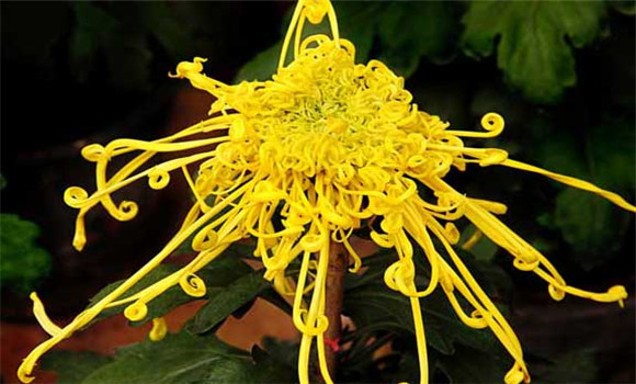 盆栽菊花怎么養(yǎng)才好？