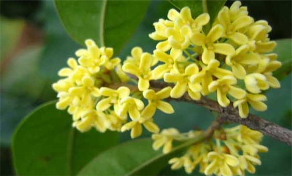 四季桂什么時候開花？