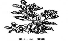 茉莉花種植技術(shù)，如何種植茉莉花