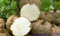 葛根的藥用價值、食用價值及其他綜合利用價值