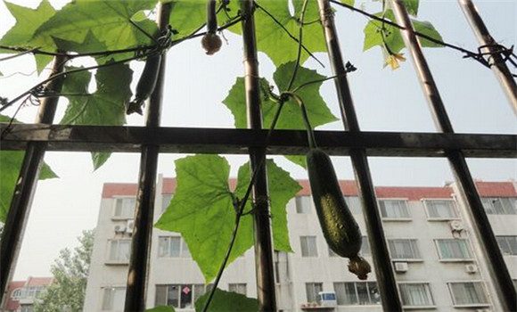 陽(yáng)臺(tái)絲瓜種植方法