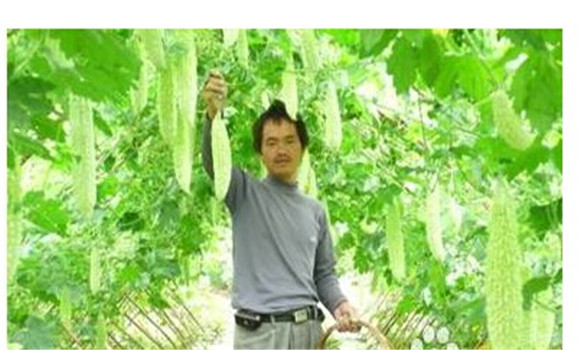 如何種植苦瓜，苦瓜種植方法技巧