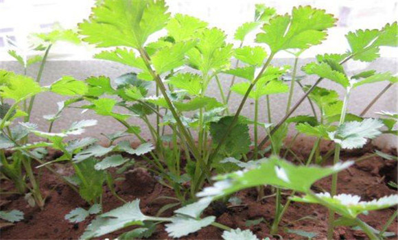 陽臺(tái)香菜的種植方法，陽臺(tái)香菜怎么種