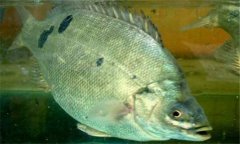石斑魚是淡水魚嗎？石斑魚有哪些種類？