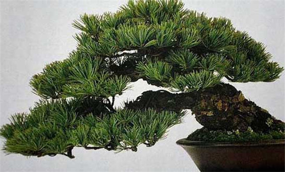 盆栽五針?biāo)稍趺答B(yǎng)？