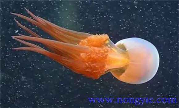 海蜇是水母嗎？