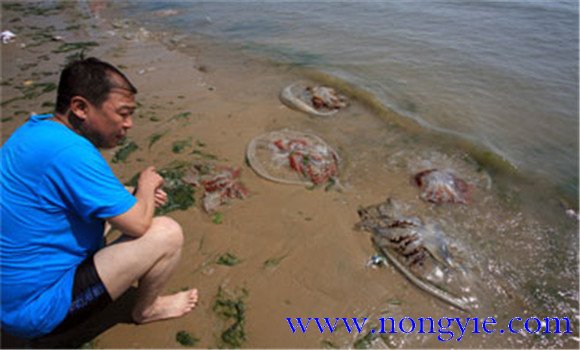 海蜇能蜇死人嗎？