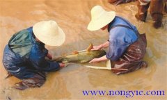 魚(yú)類人工繁殖過(guò)程包括哪些工序 催產(chǎn)劑如何使用