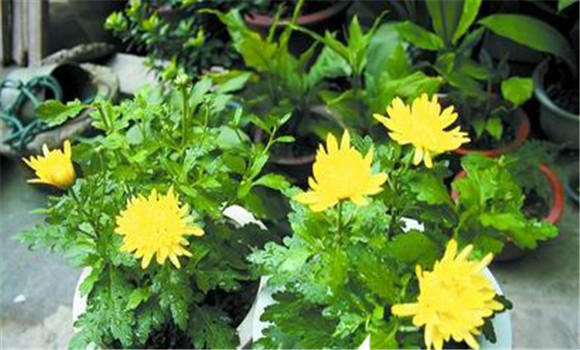 盆栽菊花養(yǎng)護，菊花種植注意事項知多少