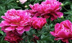 盆栽芍藥花的養(yǎng)殖方法 盆栽芍藥花怎么養(yǎng)？