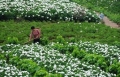 白芍種植技術(shù)、方法與主要步驟
