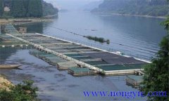 魚類氨氮中毒、藥害及泛塘的差別及解救方法
