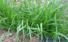 畜牧草有哪幾種？各有什么特點與生產(chǎn)優(yōu)勢？