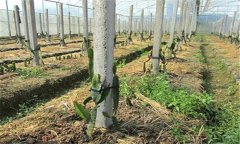火龍果種植方法及肥水、土壤管理重點(diǎn)