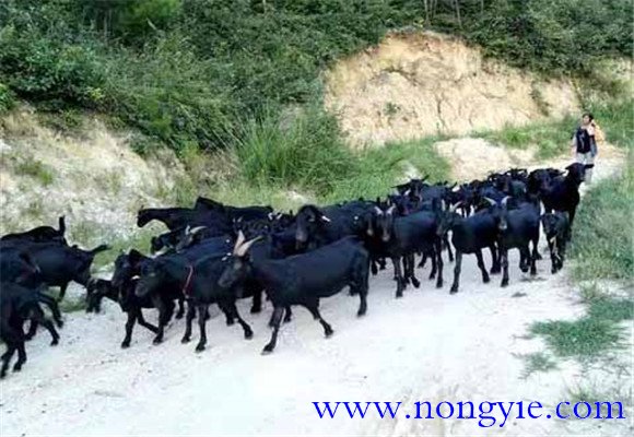 羊肉市場缺口大，供不應(yīng)求