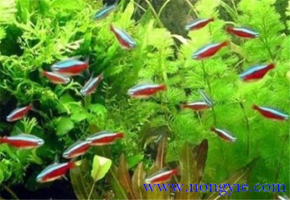紅綠燈魚怎么養(yǎng)，紅綠燈魚的仔魚如何管理