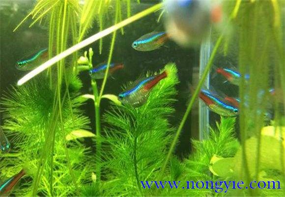 紅綠燈魚的壽命多長，紅綠燈魚養(yǎng)殖環(huán)境要求