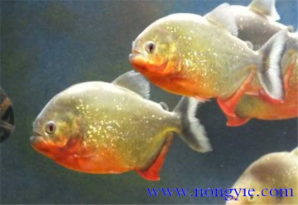 水虎魚(yú)的養(yǎng)殖方法