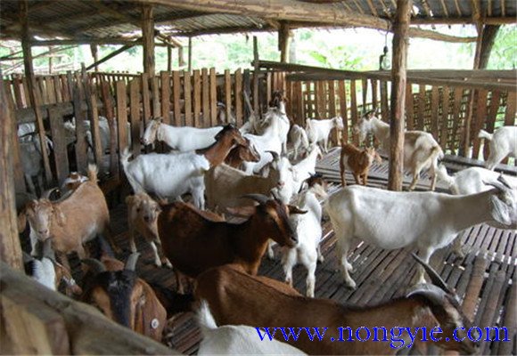 舍飼養(yǎng)羊的品種選擇，舍飼養(yǎng)羊技術(shù)要點(diǎn)