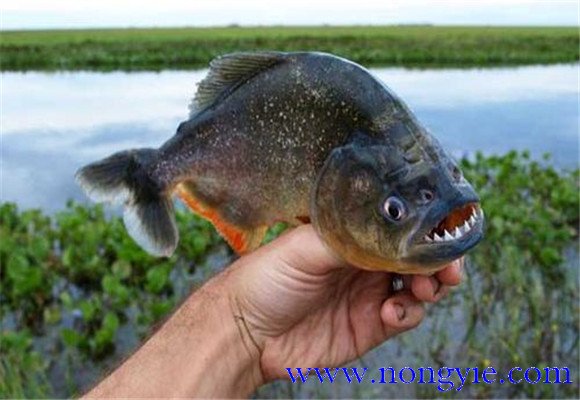 虎魚壽命有多長？