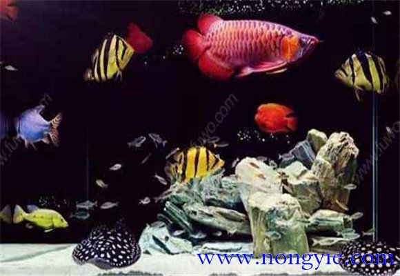 虎魚能和龍魚混養(yǎng)嗎？
