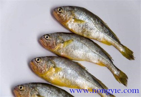 黃花魚是不是海魚？
