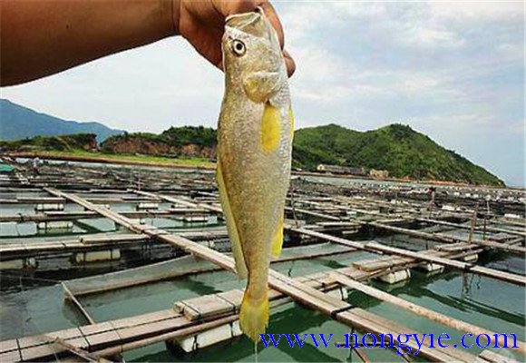黃花魚能人工養(yǎng)殖嗎？