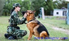 訓(xùn)犬應(yīng)遵循什么樣的基本原則，聽從什么忠告