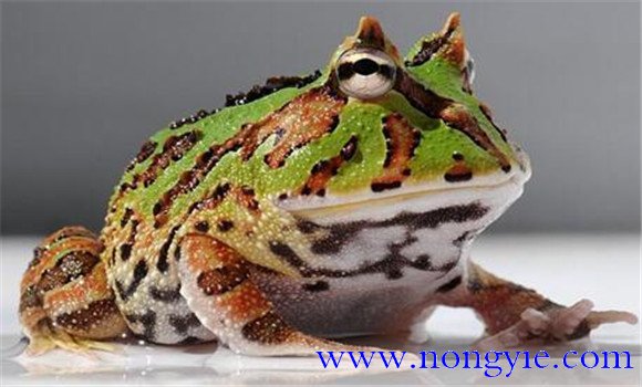 角蛙的飼養(yǎng)方法，角蛙如何飼養(yǎng)