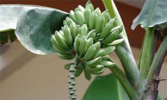 香蕉分類 你知道香蕉分幾種嗎？
