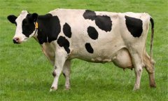 奶牛乳房炎久治不愈怎么辦：試試這幾個辦法！