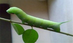 菜青蟲防治技術(shù)要點(diǎn) 有何危害？
