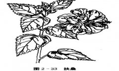扶桑花怎么養(yǎng)，盆栽扶?；ㄔ趺答B(yǎng)才能開好花