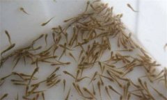 魚苗池為何要清整？