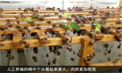 蝸牛怎么養(yǎng) 人工蝸牛養(yǎng)殖應(yīng)注意哪些問(wèn)題？