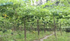 怎樣種漆樹(shù)，漆樹(shù)種植技術(shù)要點(diǎn)
