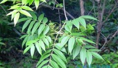 漆樹(shù)過(guò)敏怎么治療，割漆應(yīng)注意些什么