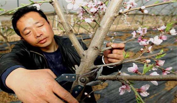 桃樹(shù)修剪技術(shù)要點(diǎn)