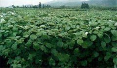 苧麻種植技術(shù)，冬季怎樣培育苧麻