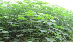 怎樣培育泡桐樹苗，培育泡桐樹苗的三種方法