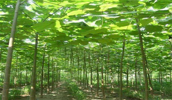 泡桐種植技術要點