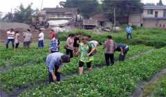 茉莉花的養(yǎng)殖方法簡介，怎樣培育茉莉花