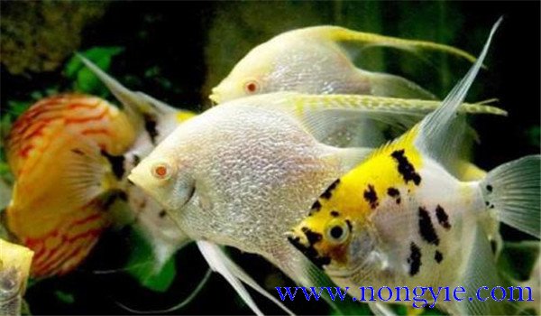 熱帶魚(yú)的五大特色