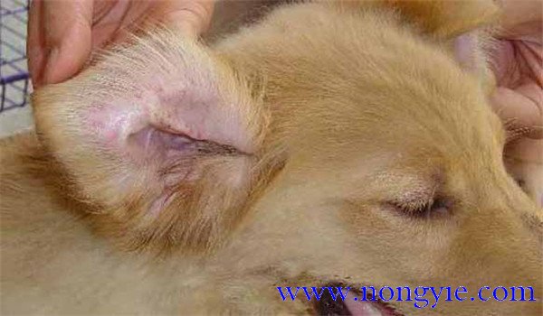 犬瘟熱傳染人嗎？