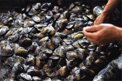 怎樣養(yǎng)珍珠，怎樣進(jìn)行河蚌育珠