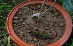 盆栽山茶花養(yǎng)殖關(guān)鍵技術(shù)：如何用土、換盆、澆