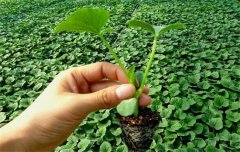 黃瓜栽培技術與管理：育苗、定植與管理